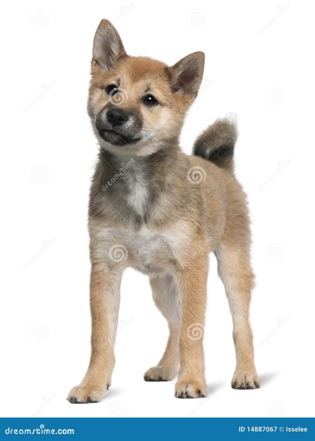 Shiba Inu Puppy, 5 Months Old, Standing Royalty Free Stock ...
