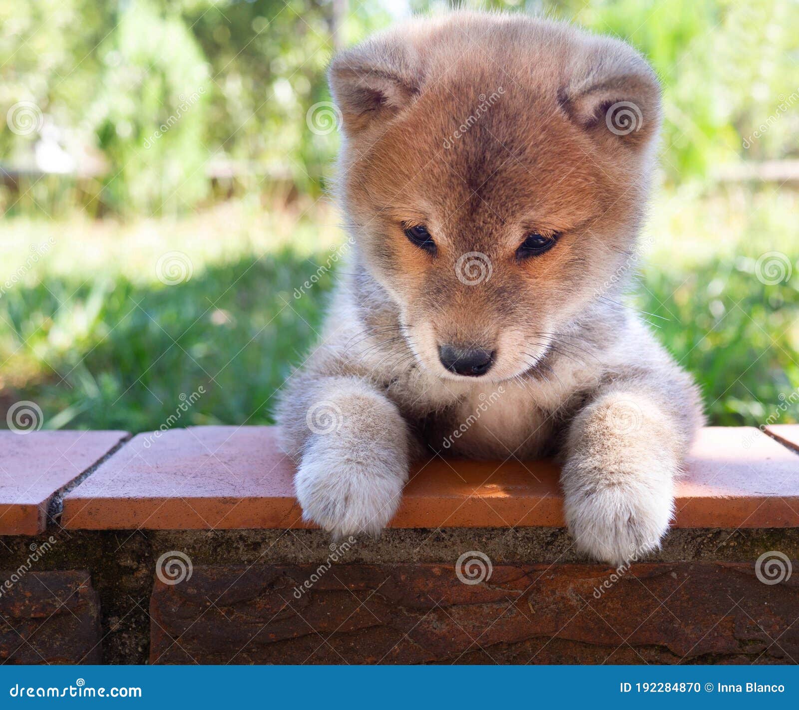 Asser Kemi Lao Shiba Inu Puppy Looks Like a Little Fox Stock Photo - Image of adorable,  beauty: 192284870