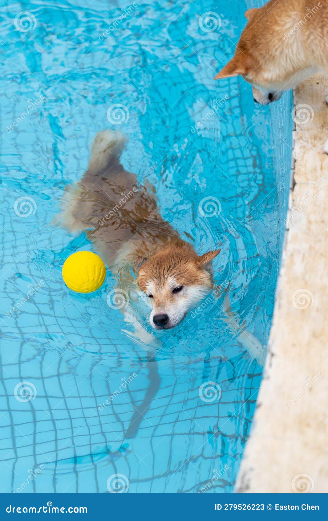 Shiba Inu Swimming in the Pool Stock Image Image of lovely, sport