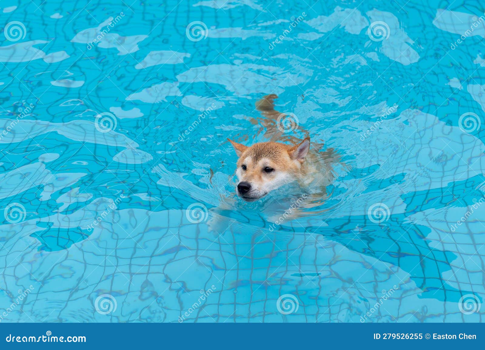 Shiba Inu Swimming in the Pool Stock Image Image of swim, lovely