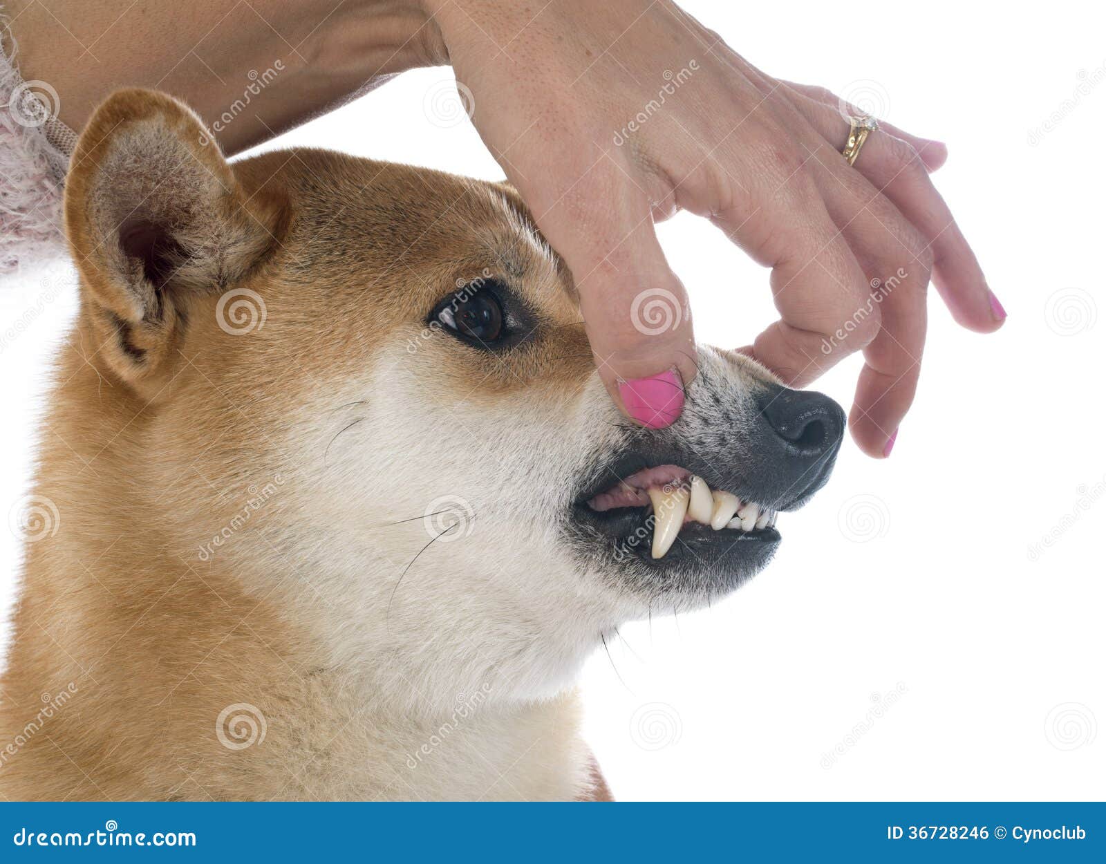 Shiba inu and teeth stock photo. Image of veterinarian ...