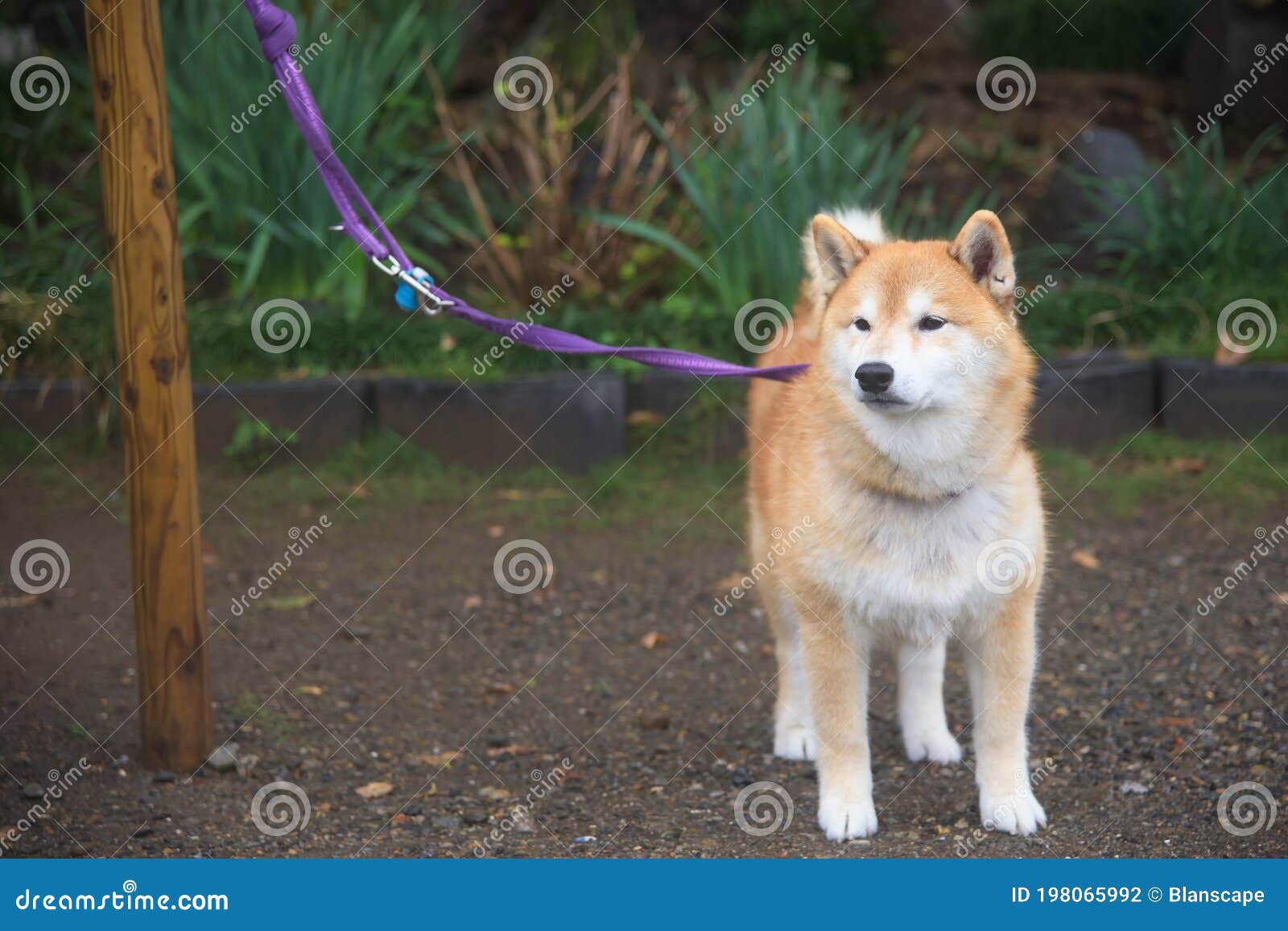 shiba inu tether by leash on wooden post in park