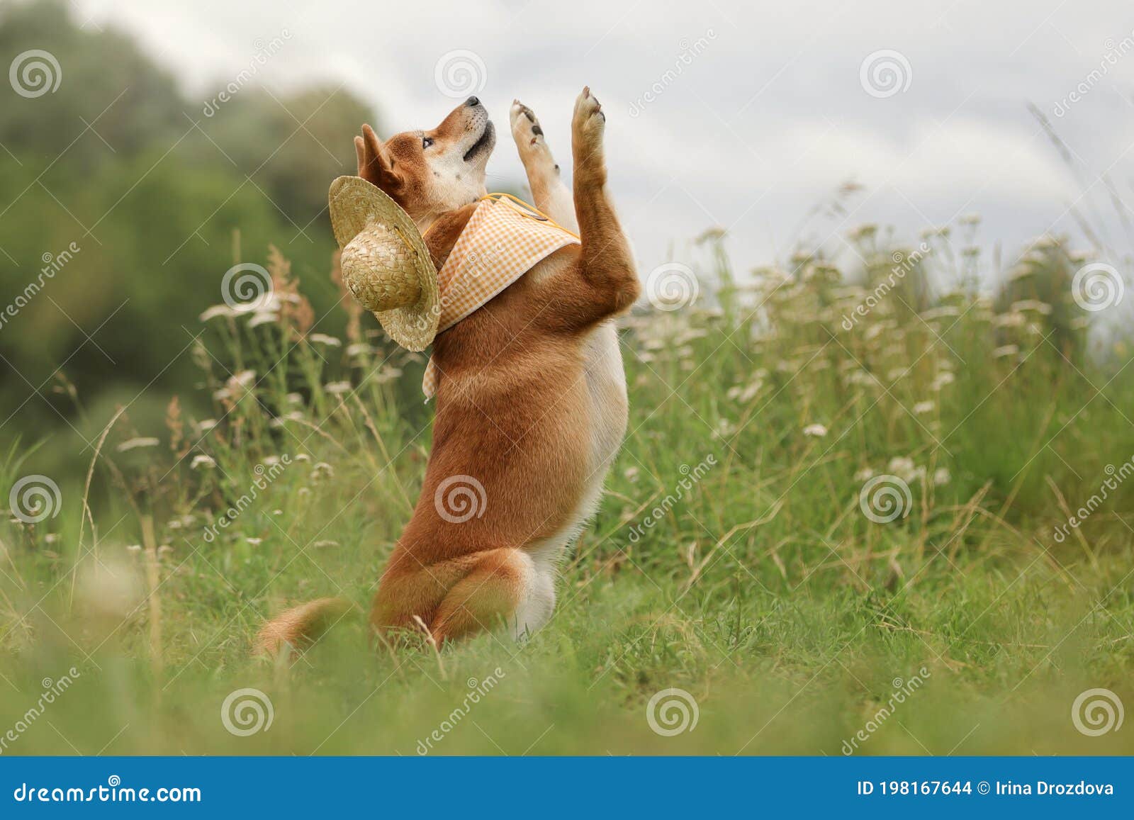 shiba trickster in nature