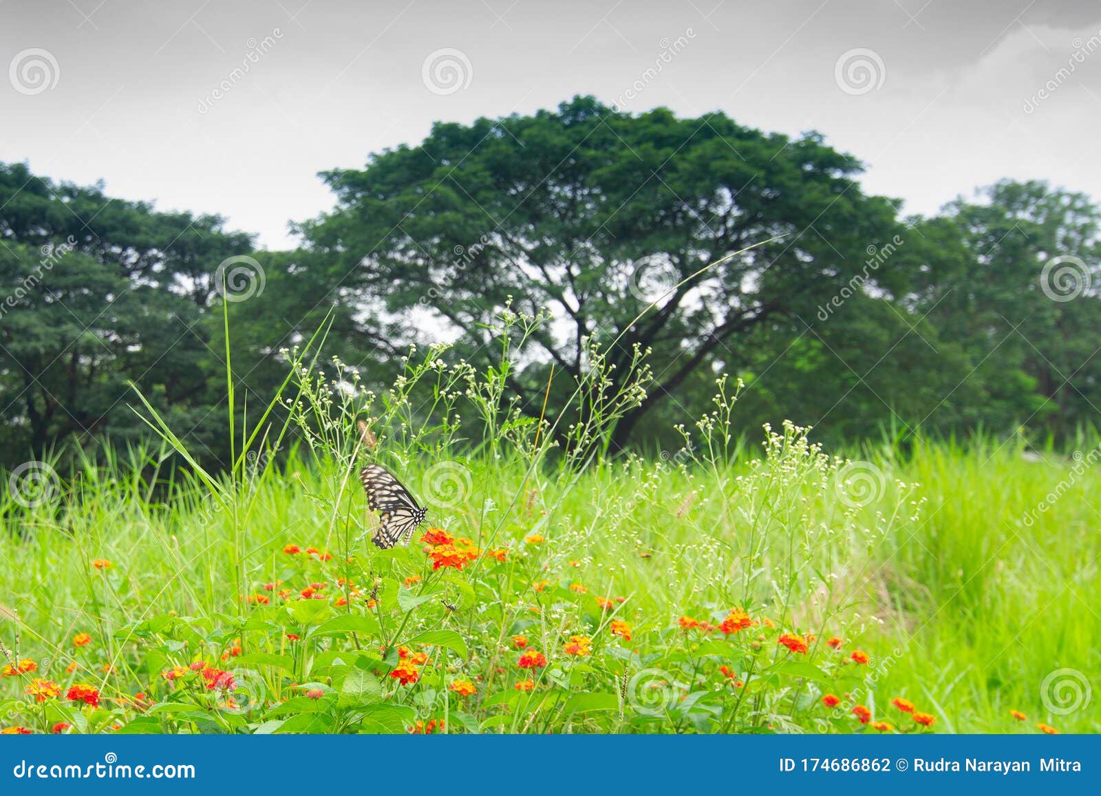 arrangere Nat oversætter Shibpur Botanical Garden, West Bengal, India Stock Photo - Image of  environment, bengal: 174686862