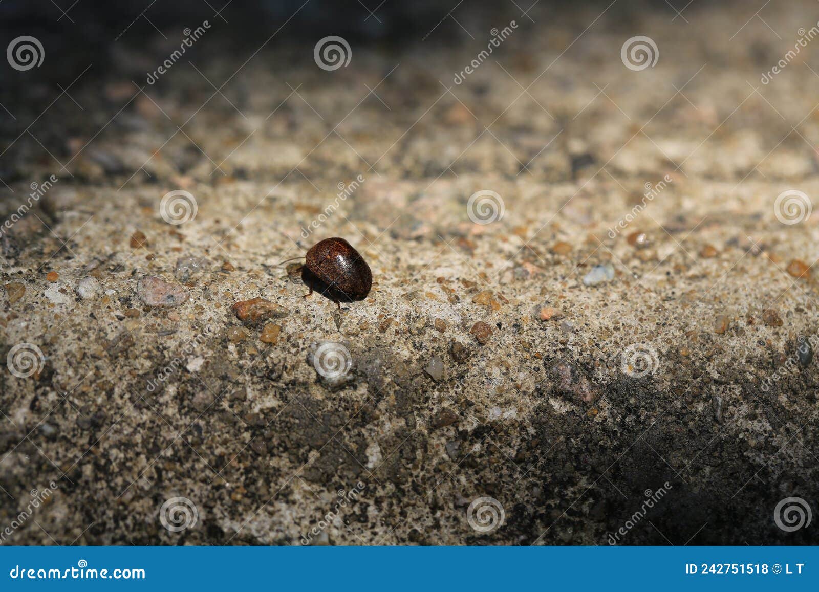 shield-backed bug walk on the rock