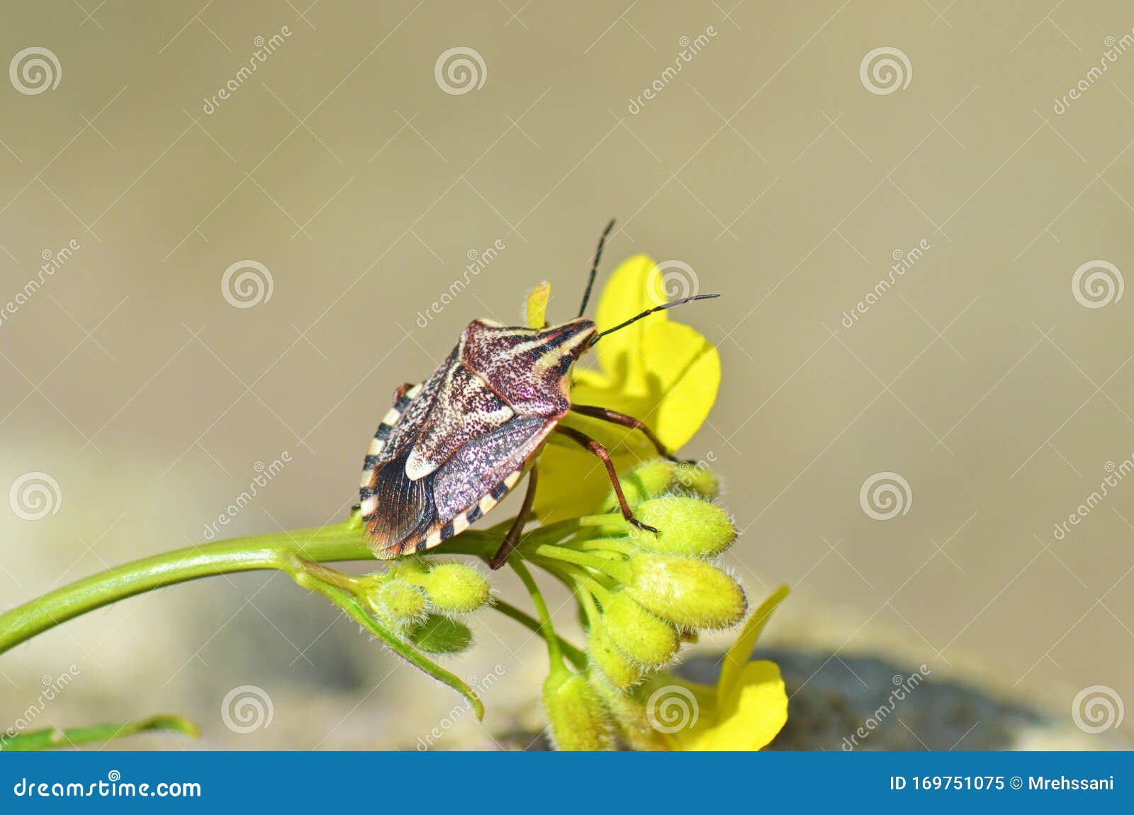 shield bug or stink bug on yellow flower , hemiptera insect , pentatomidae
