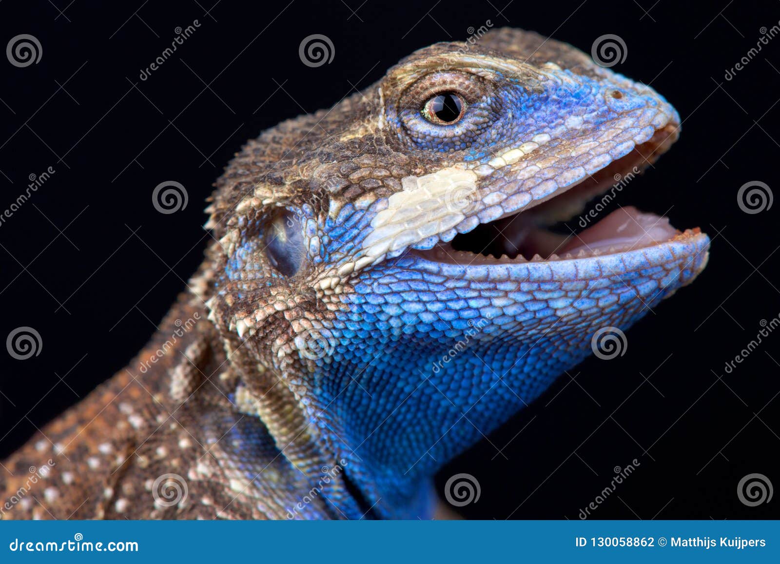 Shield-tailed Agama Xenagama Taylori Stock Photo - Image of lizard