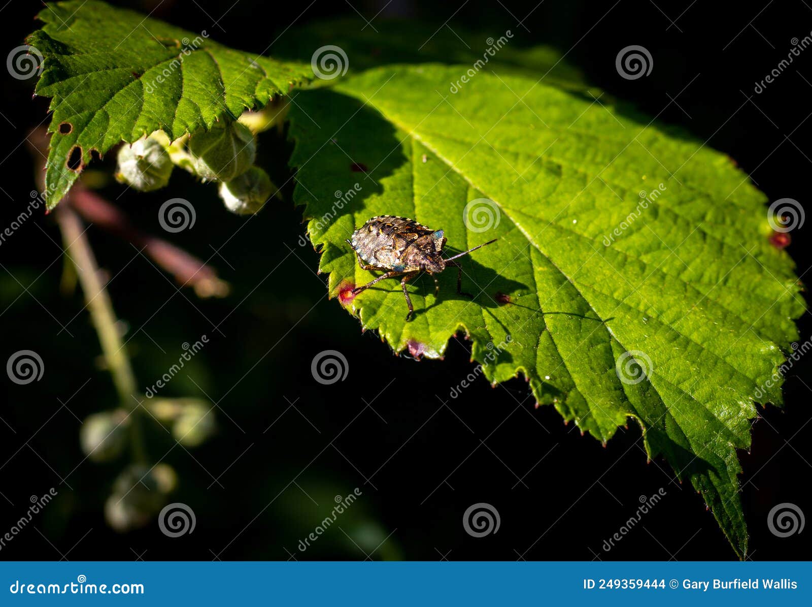 shieldbug on a leaf