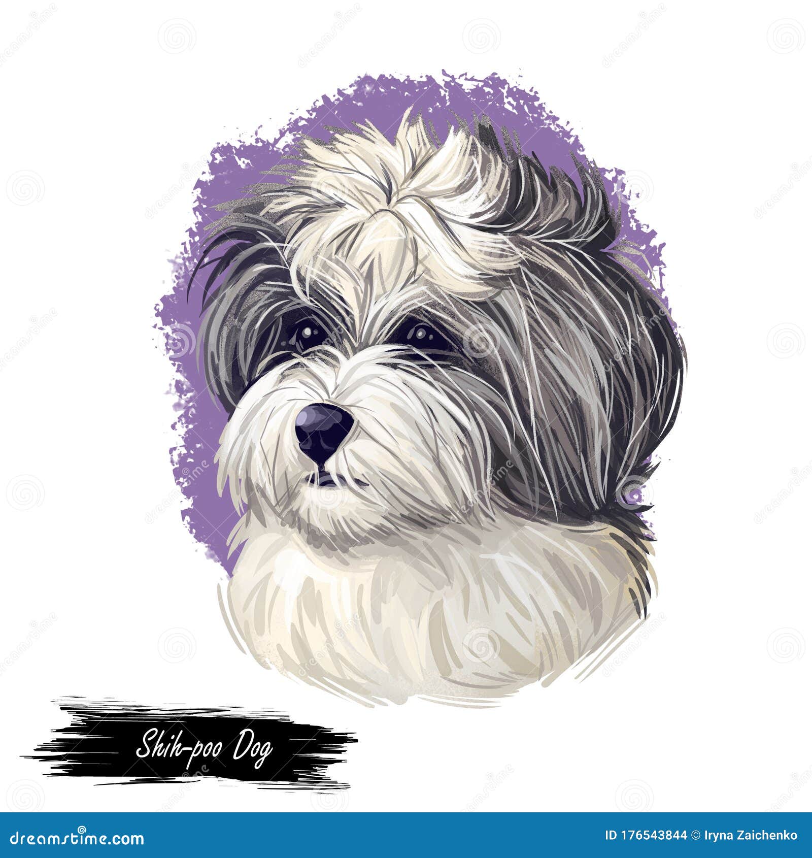 Shihpoo Dog Cross Breed Of Shih Tzu And Poodle Isolated