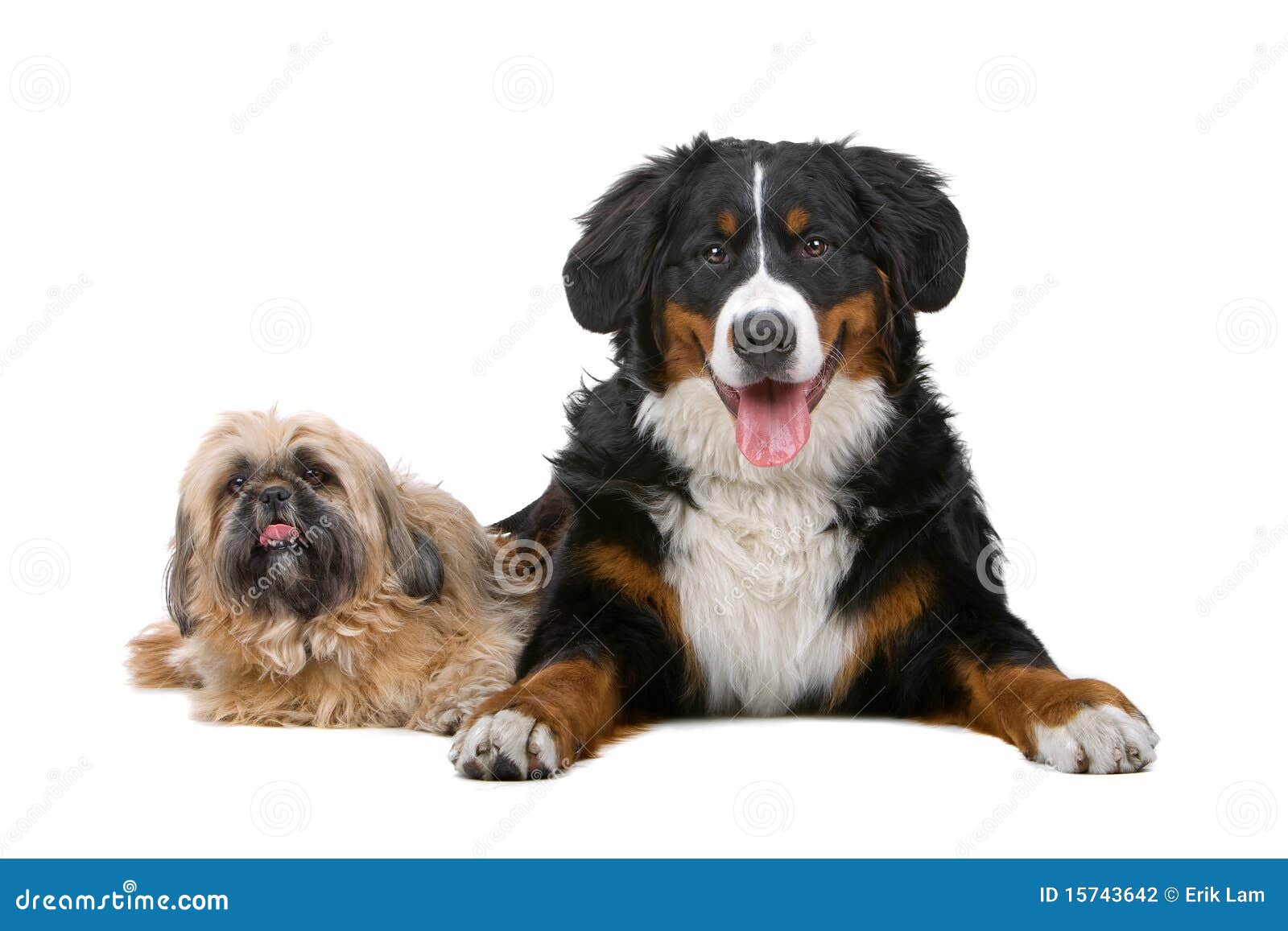 bernese mountain dog shih tzu mix