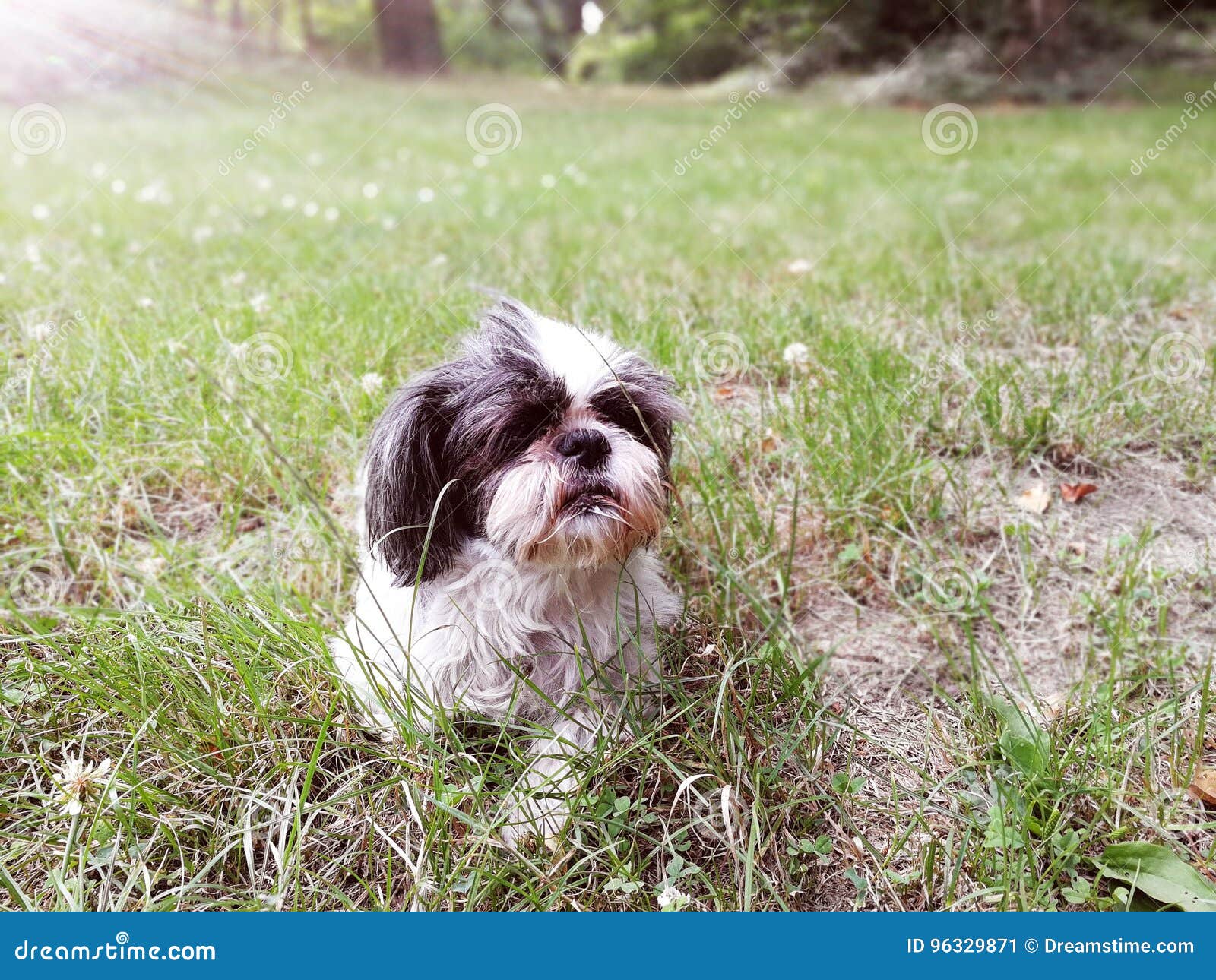 Shih Tzu In Bianco E Nero Immagine Stock Immagine Di Muso 96329871