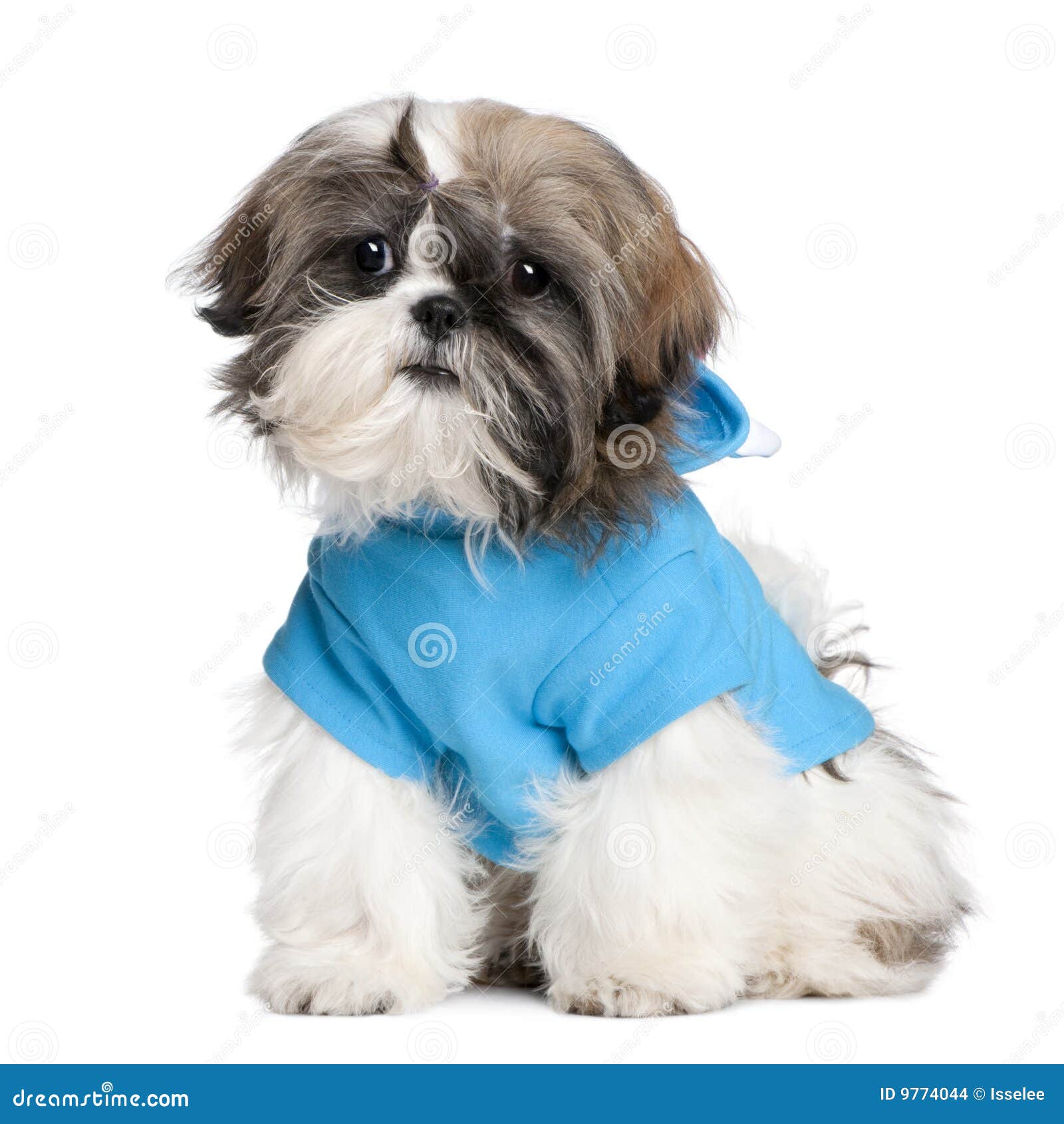 Shih Tzu con i vestiti fotografia stock. Immagine di sfondo 9774044