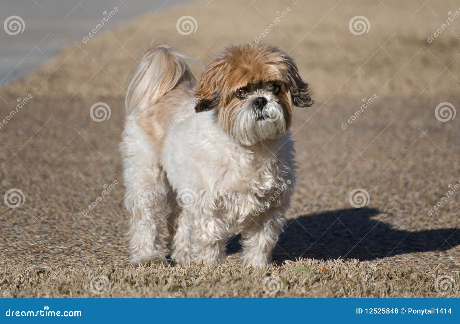 Shih-Tzu Dog stock photo. Image of breed, tibetan, purebred - 12525848, image size:1600x1125