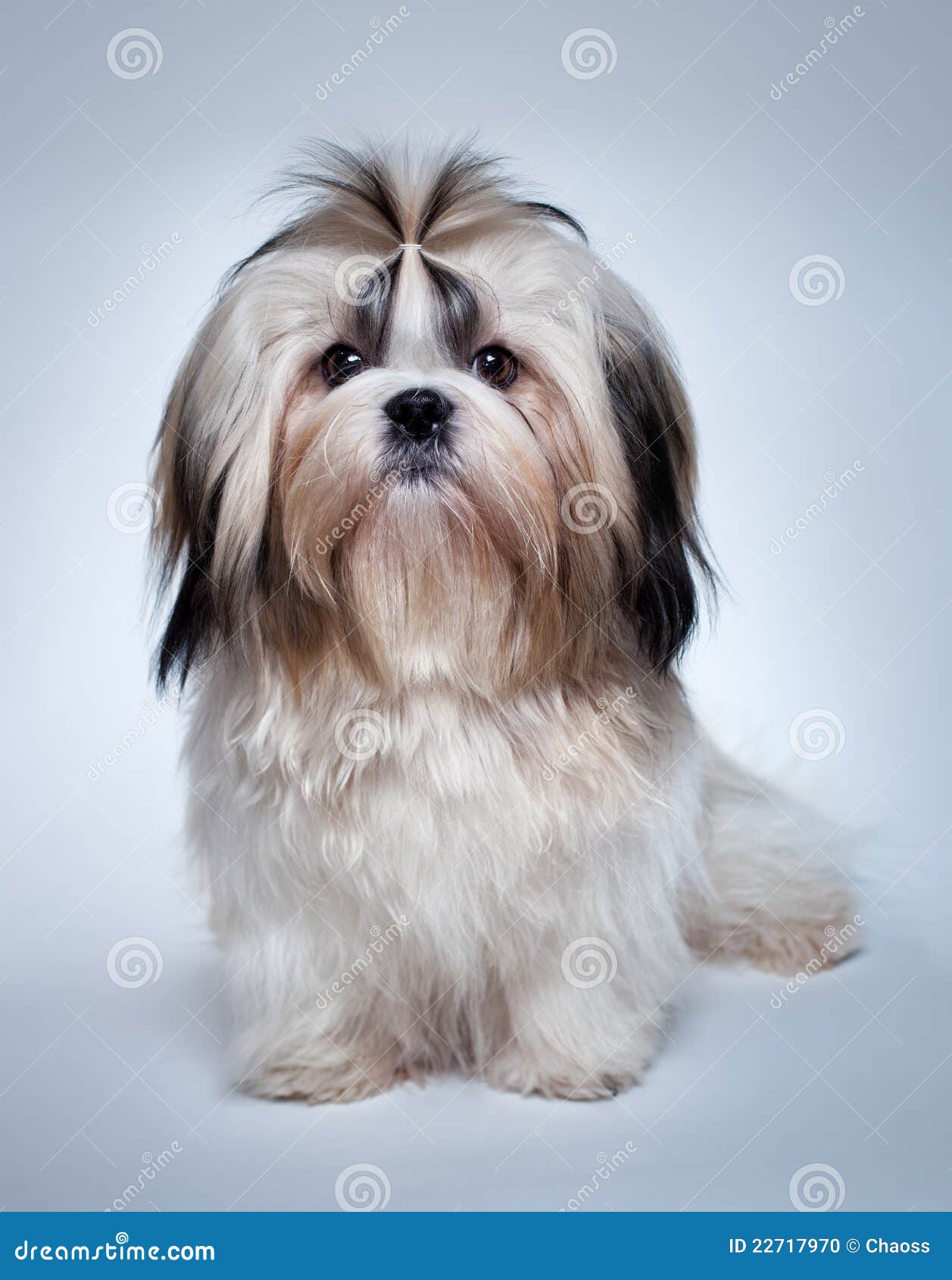 10,689 Shih Tzu Stock Photos - Free & Royalty-Free Stock Photos from  Dreamstime