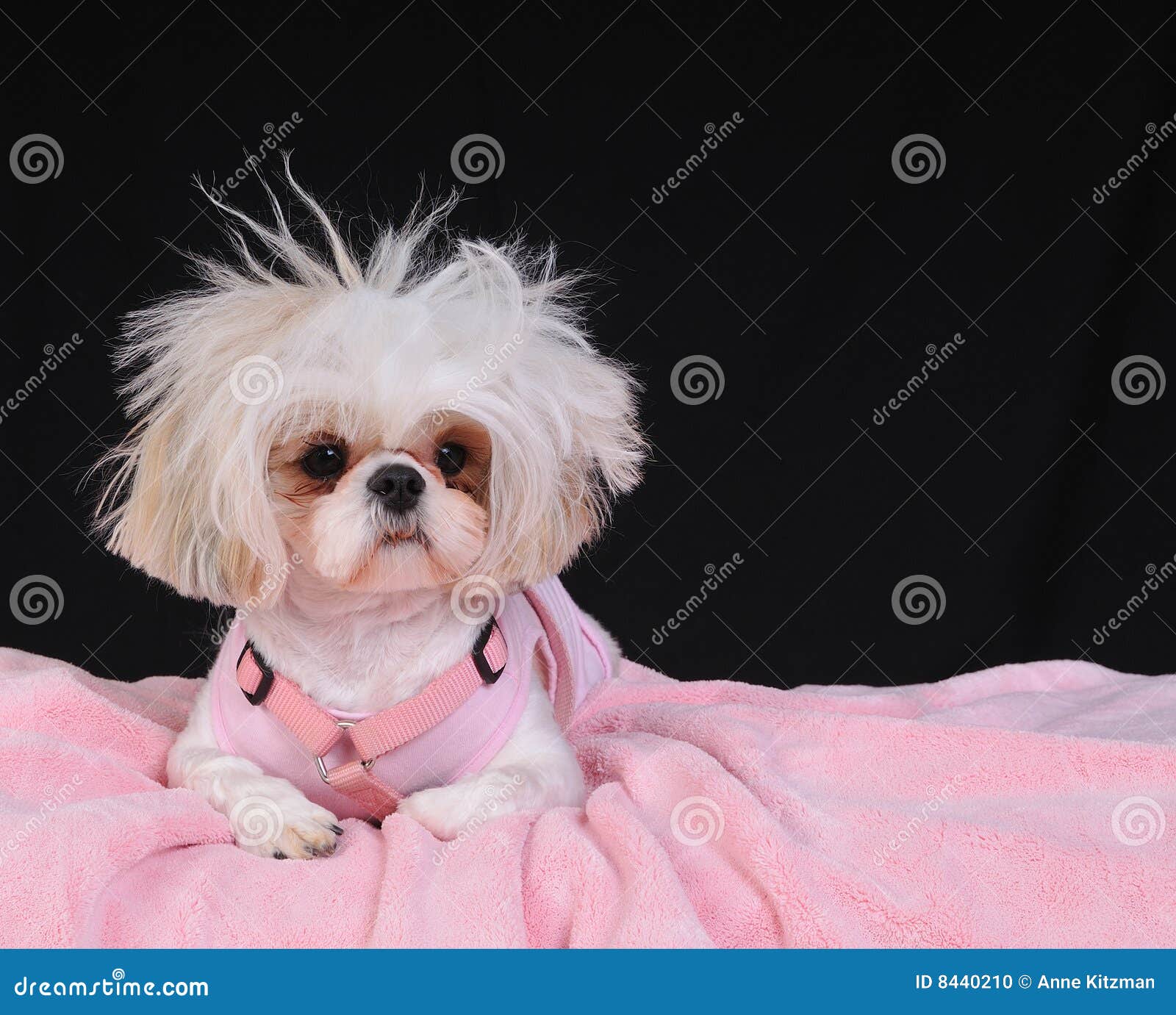608 Dog Messy Hair Stock Photos - Free & Royalty-Free Stock Photos from  Dreamstime