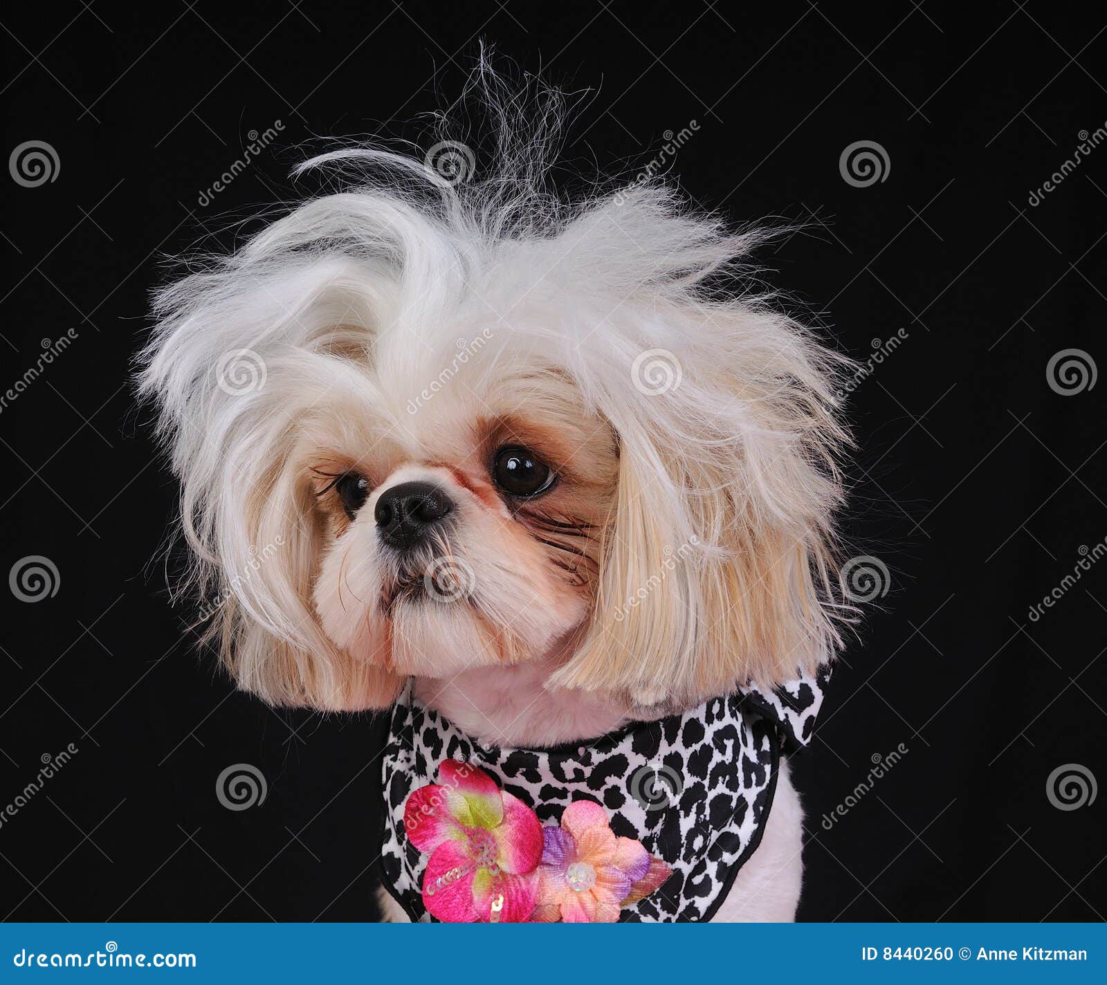 610 Messy Dog Hair Stock Photos - Free & Royalty-Free Stock Photos from Dreamstime 610 Messy Dog Hair Stock Photos - Free & Royalty-Free Stock Photos from Dreamstime