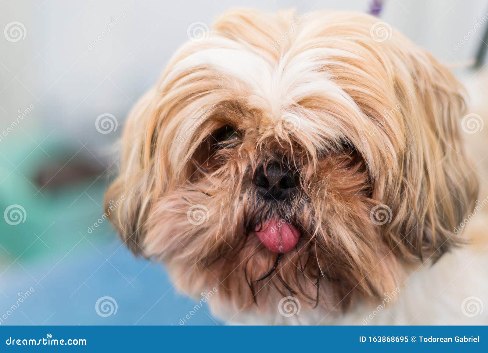 A beautiful happy Shih Tzu  Hair Of The Dog Portsmouth  Facebook