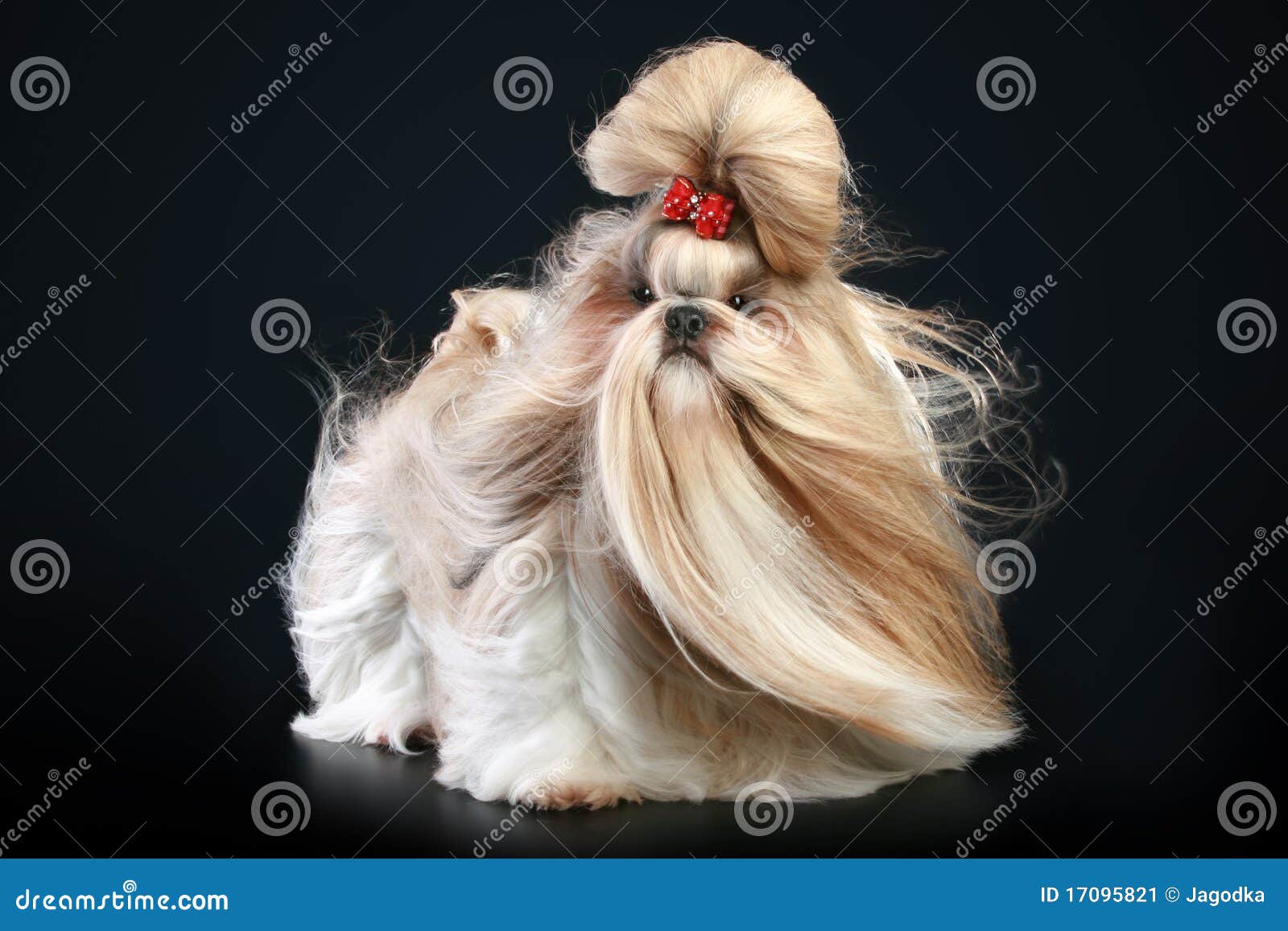 shih tzu dog, glamour studio-shooting