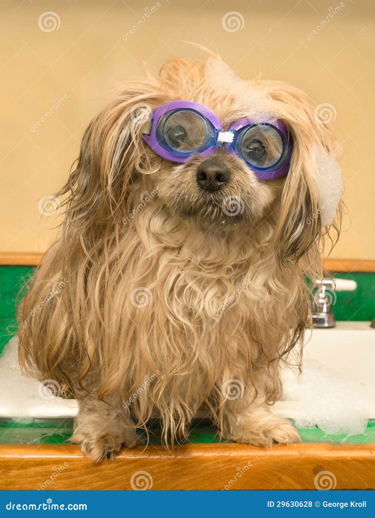 dog in swimming goggles