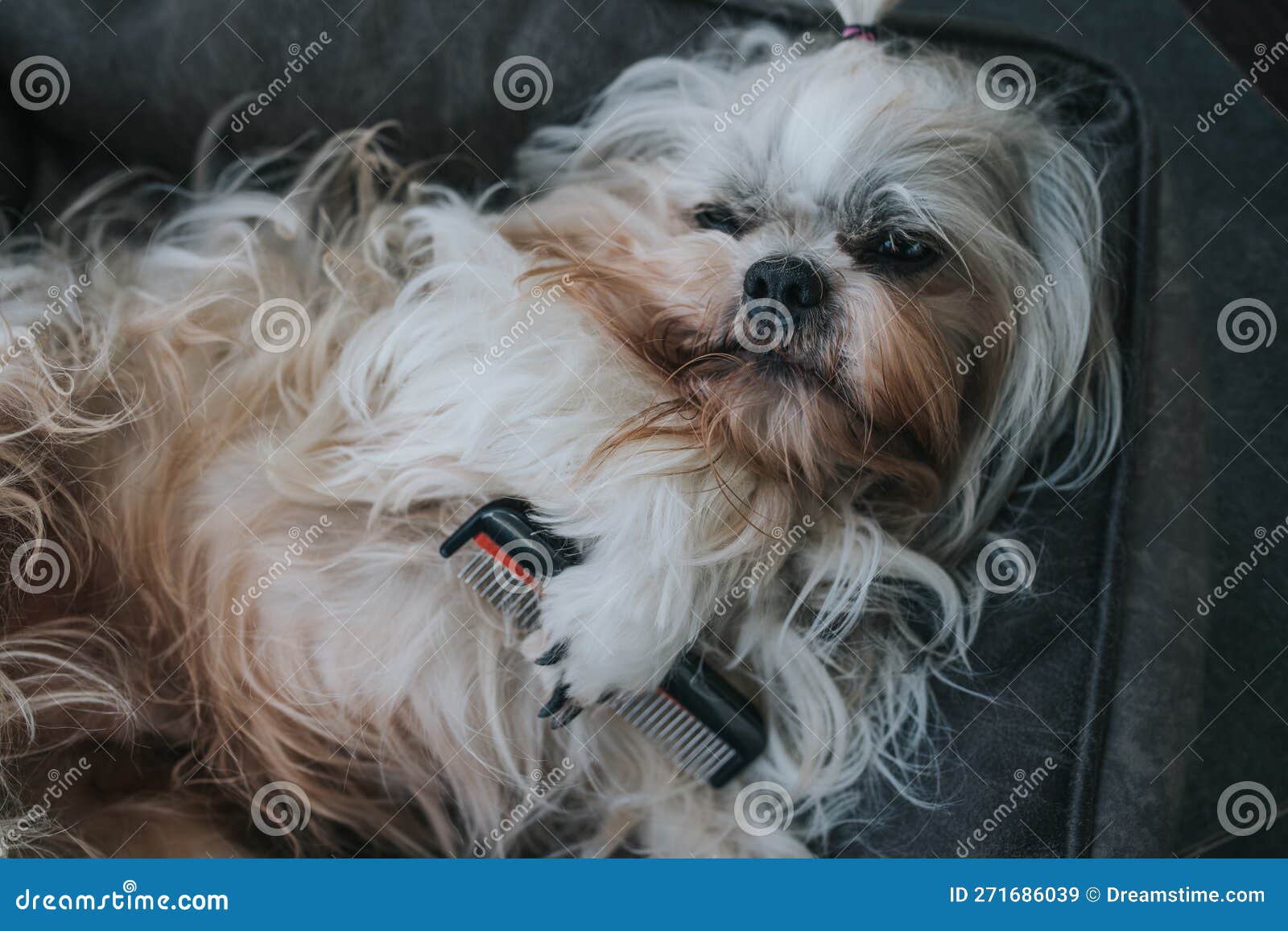 Shih tzu dog groomin stock image. Image of lying, purebred 271686039