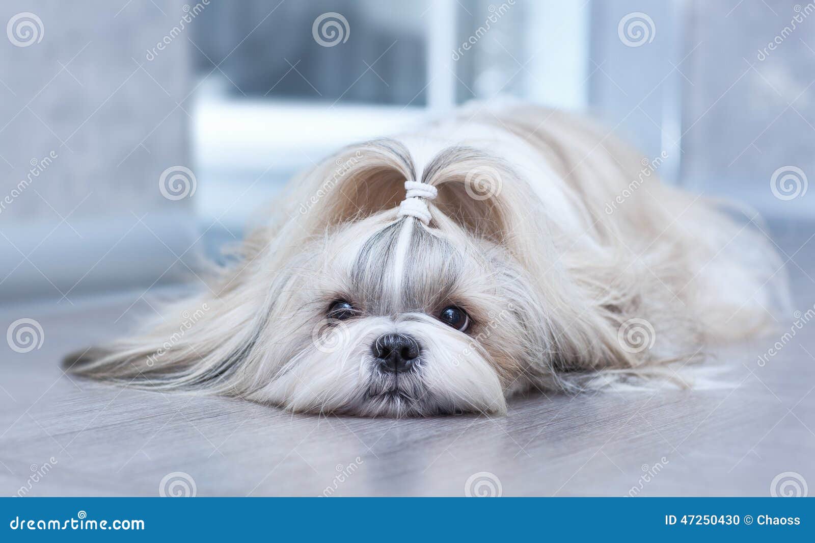 Shih tzu dog stock photo. Image of shaggy, house, animal 47250430