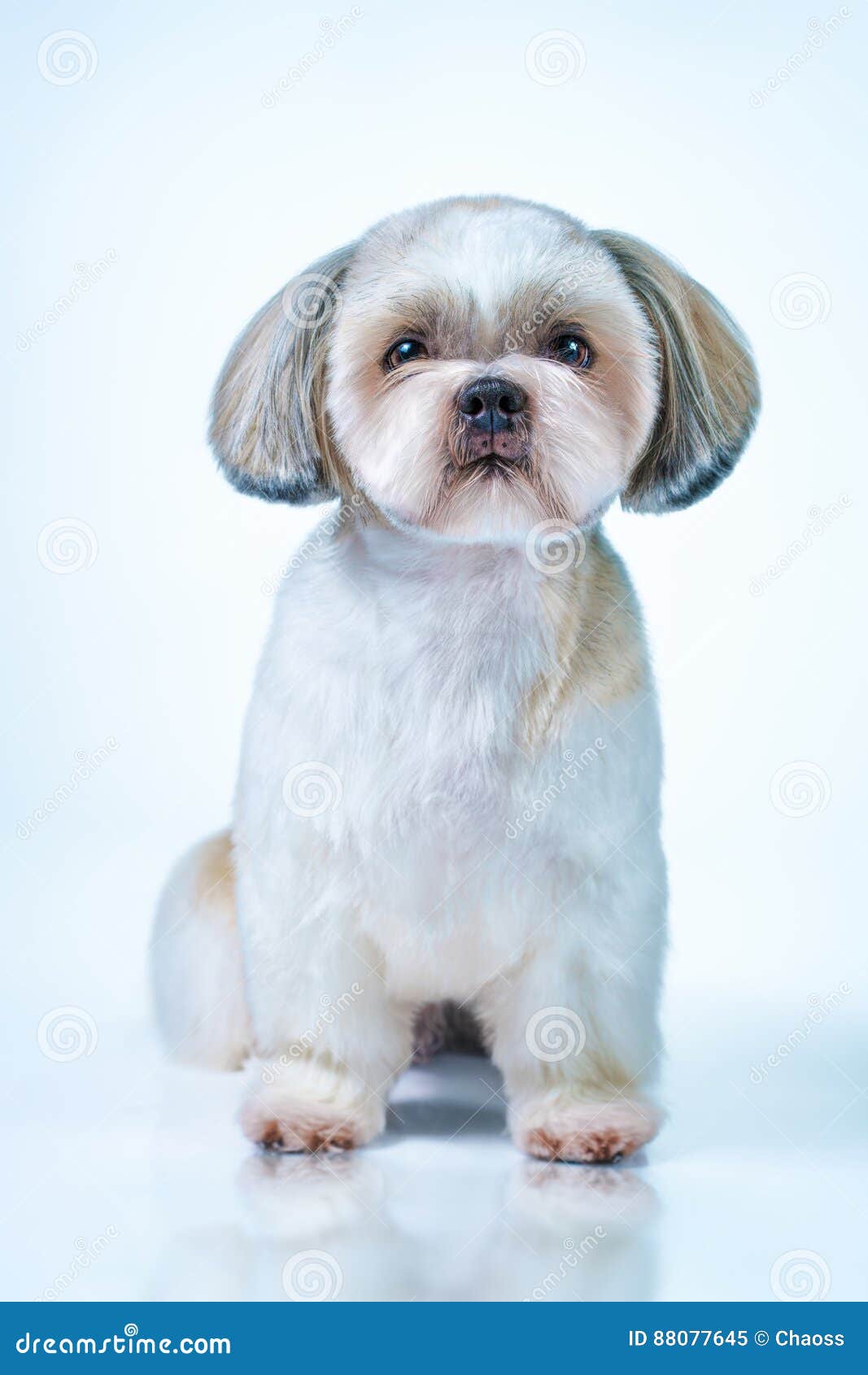 Lhasa Apso Dog Breed Information and Pictures
