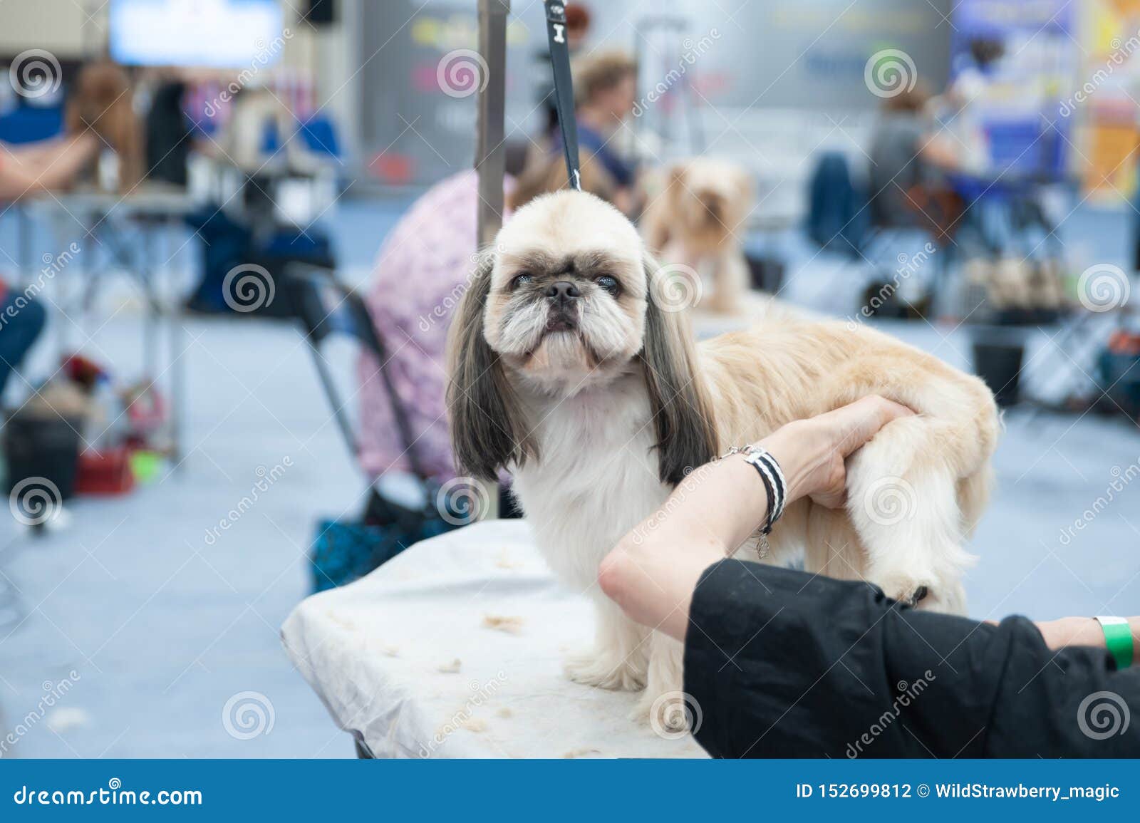 Shih Tzu Grooming For Show