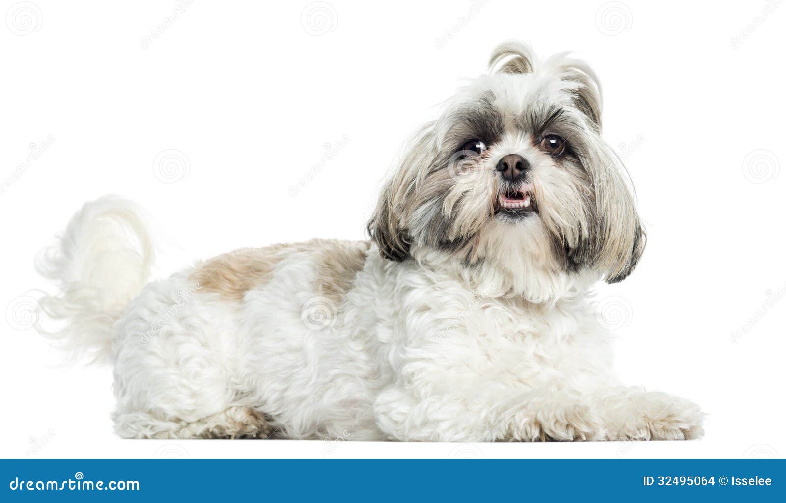 Shih Tzu Panting, Lying, Isolated Stock Photo Image of vertebrate