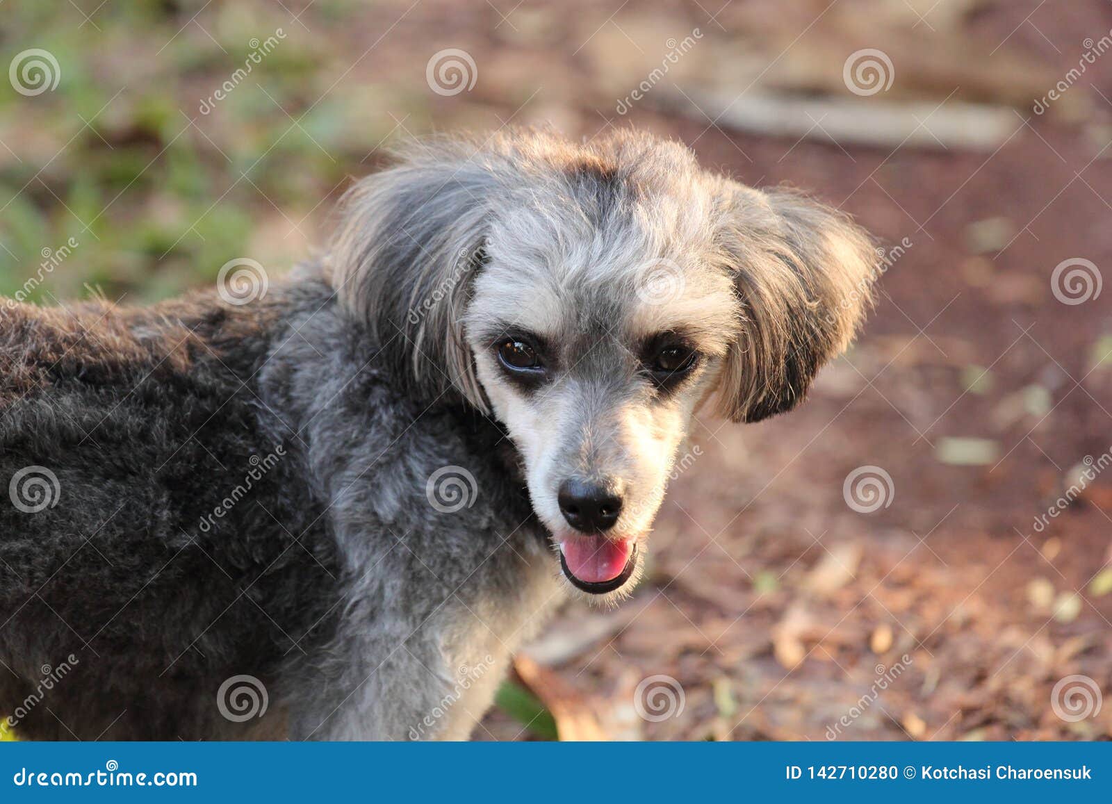 Shih Tzu Poodle Stock Photo. Image Of Stick, Mammal - 142710280