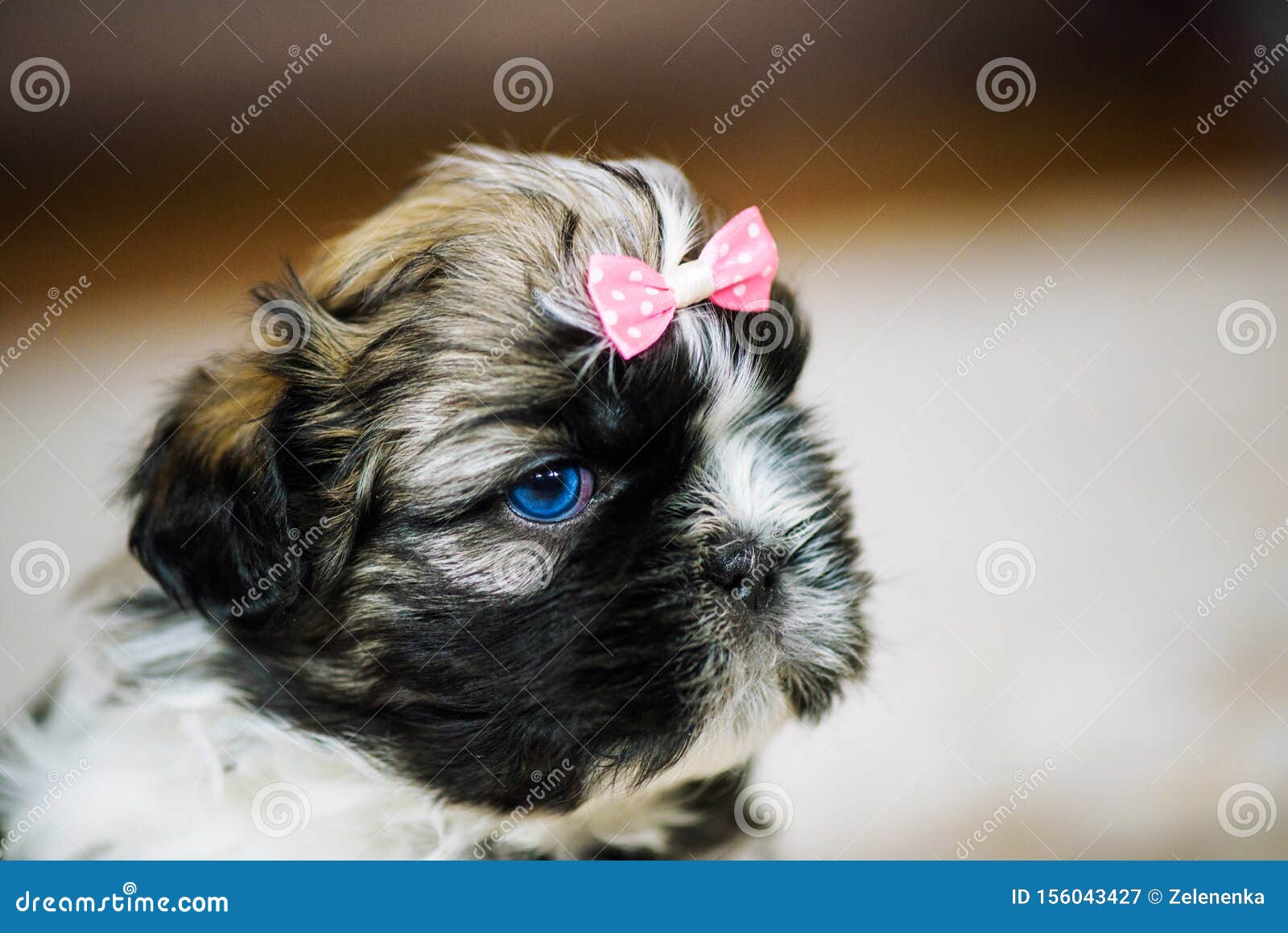 Shih Tzu Puppies Stock Image Image Of Closeup Mammal 156043427