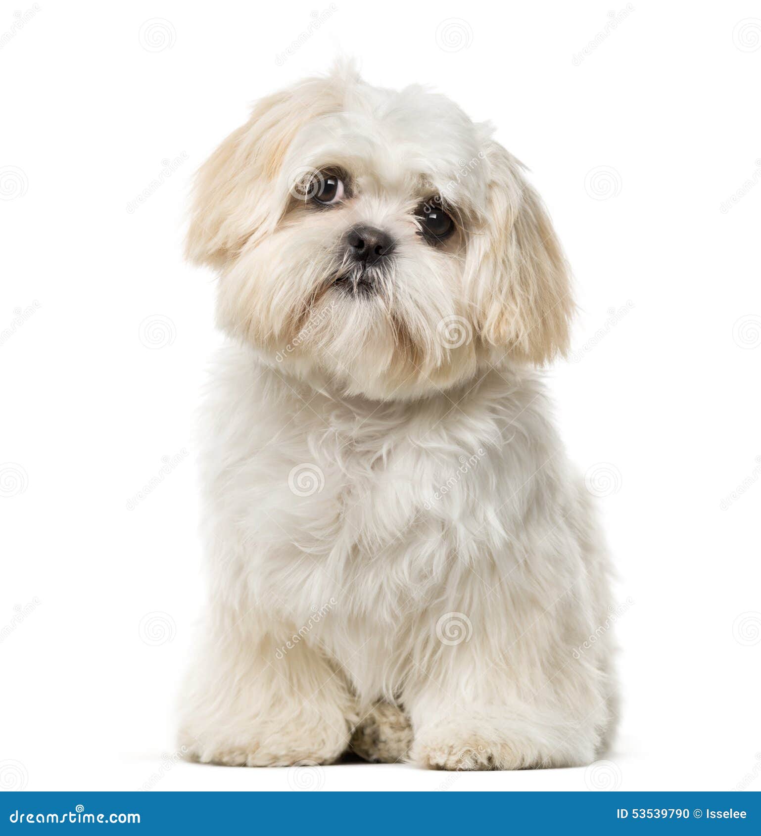 Shih Tzu Puppy In Front Of A White Background Stock Photo Shih Tzu Puppy In Front Of A White Background Stock Photo