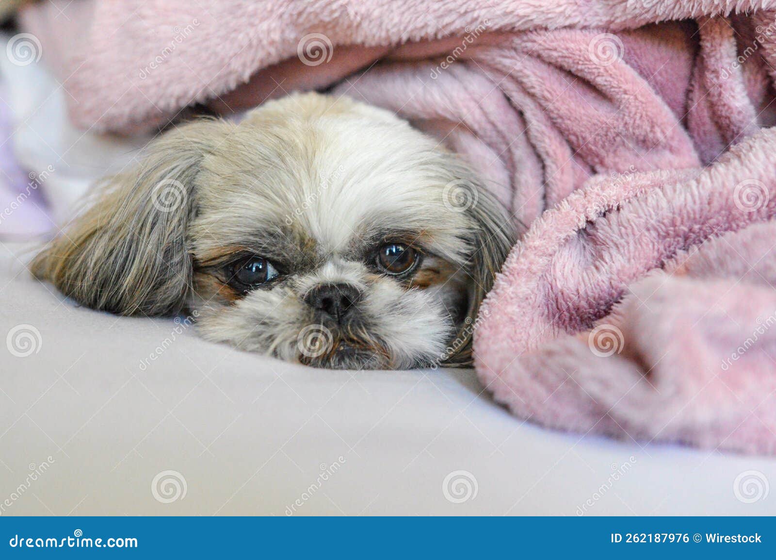 Shih Tzu Puppy Lying Under a Blanket on the Bed Stock Photo Image of