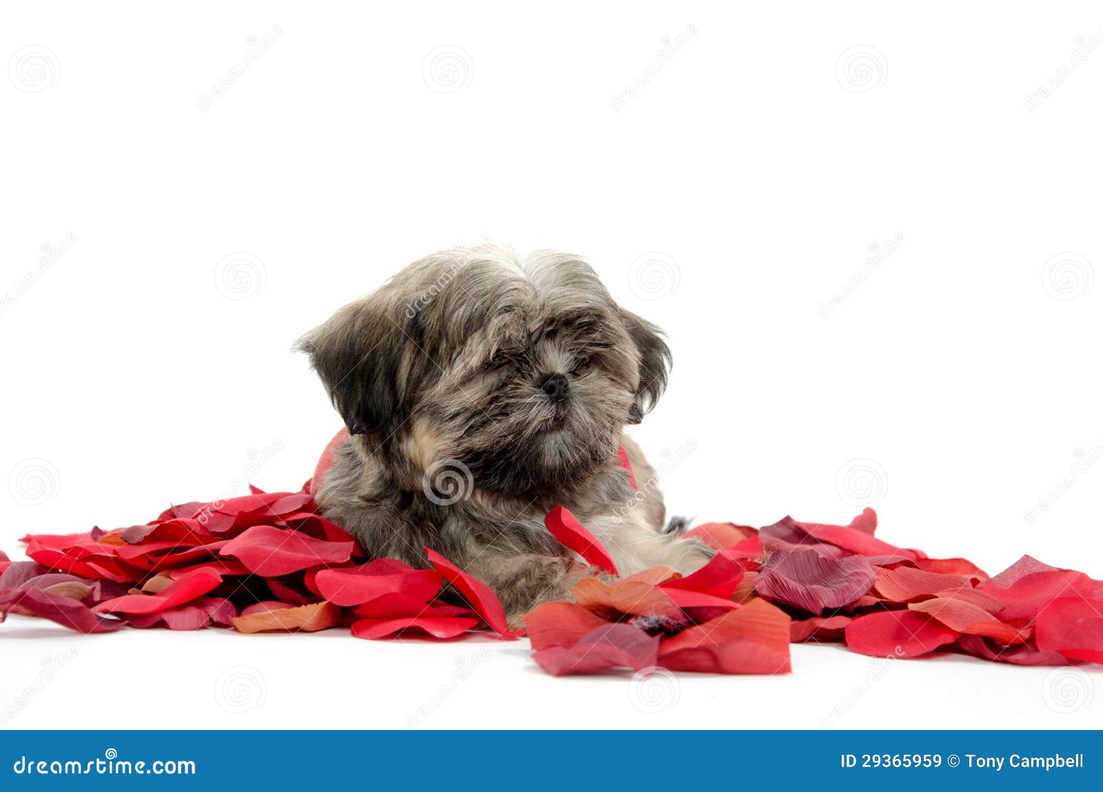 Shih Tzu Puppy with Rose Petals Stock Image Image of pure, animal