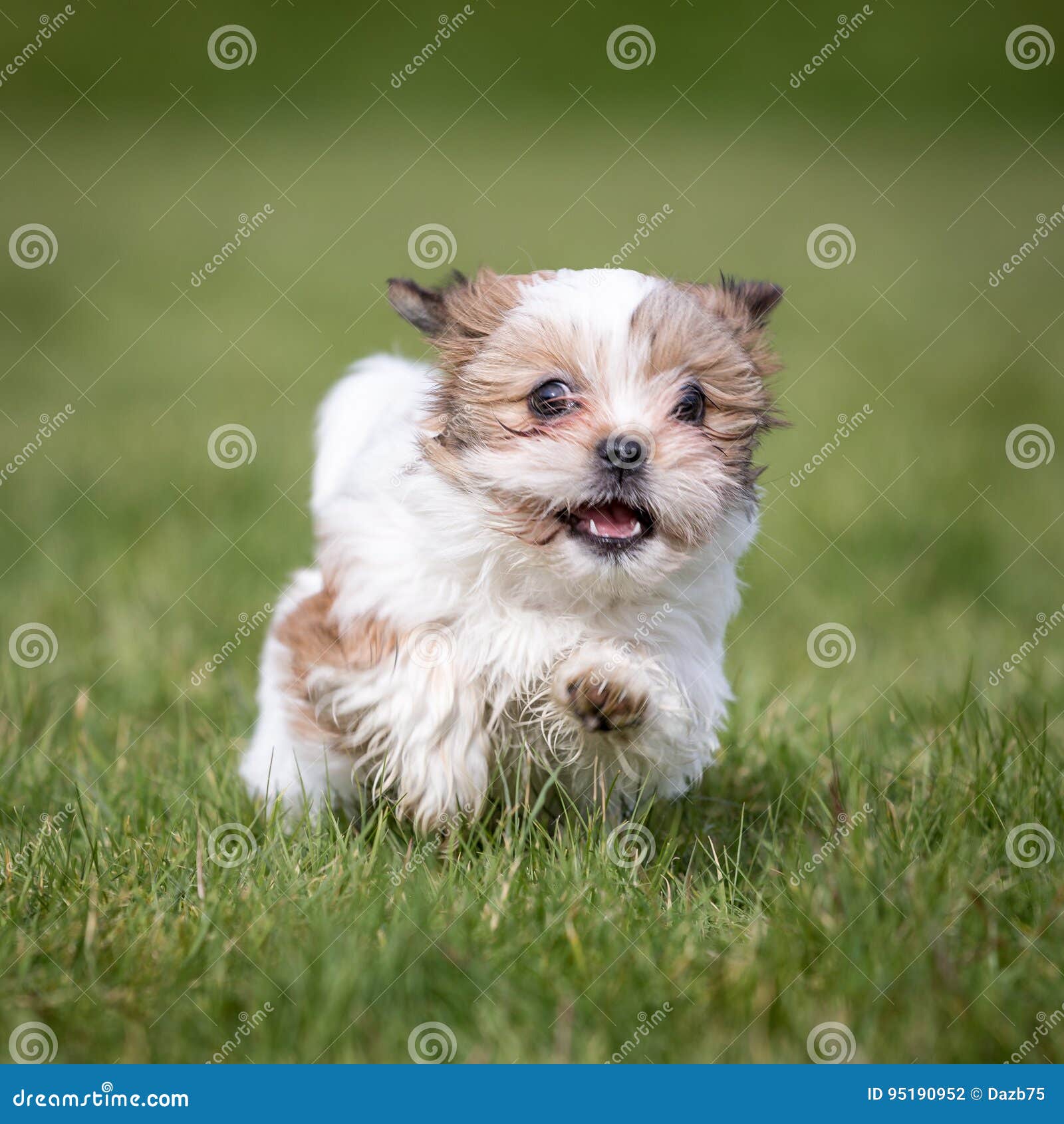 Shih Tzu Puppy Stock Photo Image Of Adorable Breed 95190952