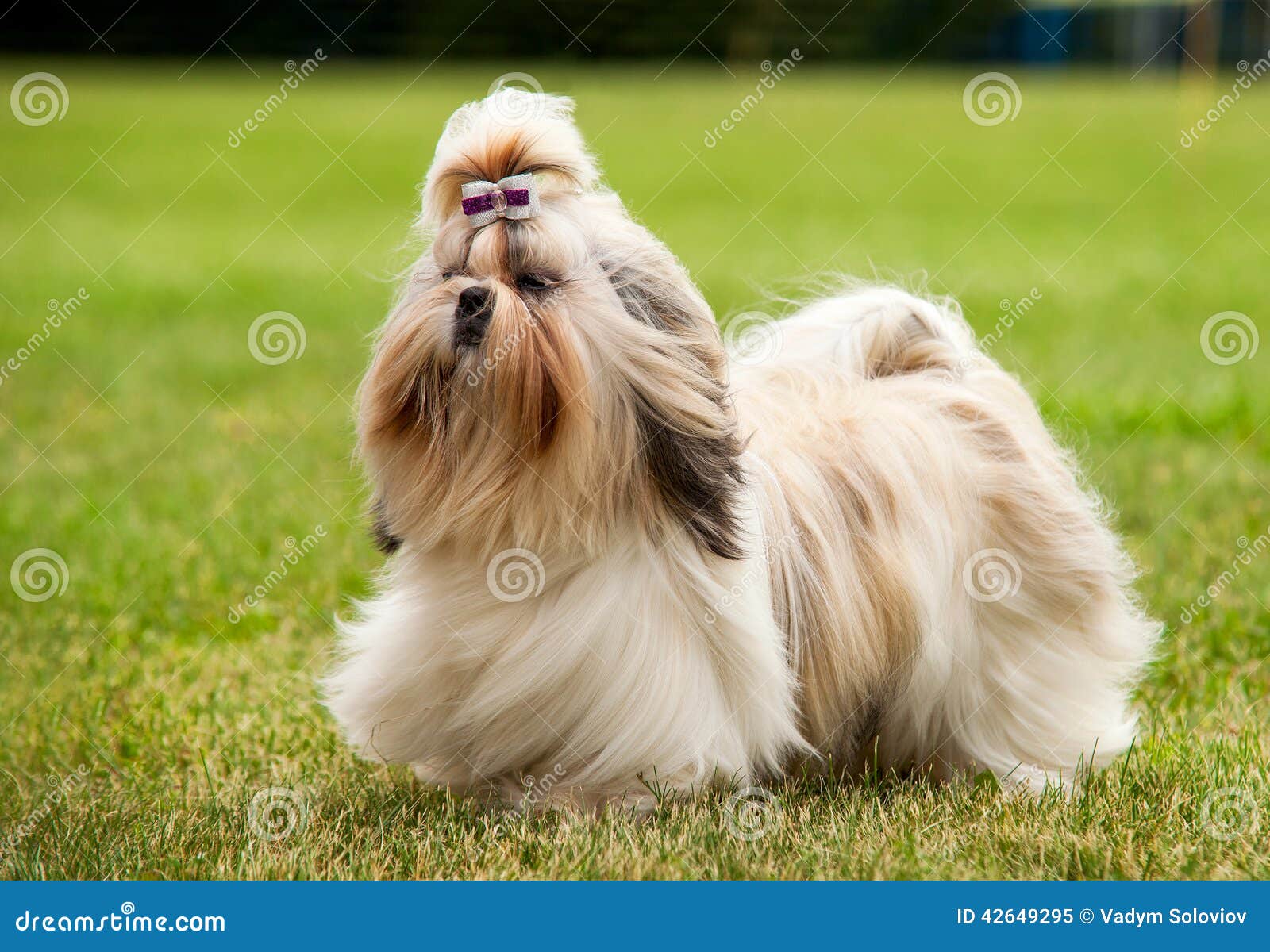 Shih Tzu Running on the Green Grass Moment Stock Image Image of doggy