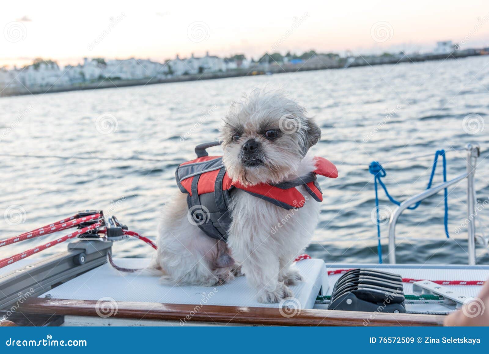 shih tzu life jacket