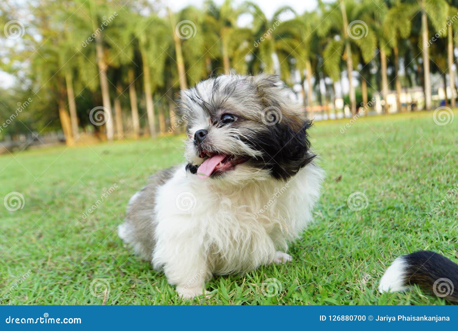 are shih tzu dogs intelligent