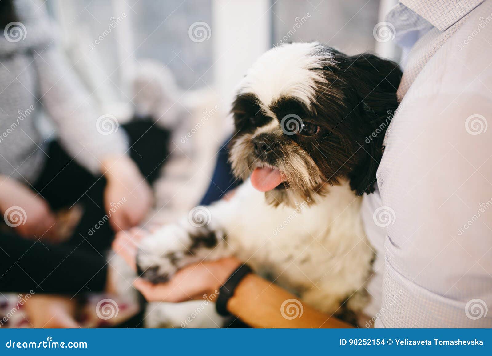 Family 2024 shih tzu