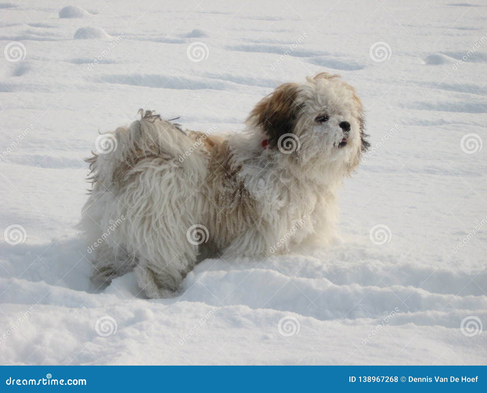 Shih tzu in the snow.