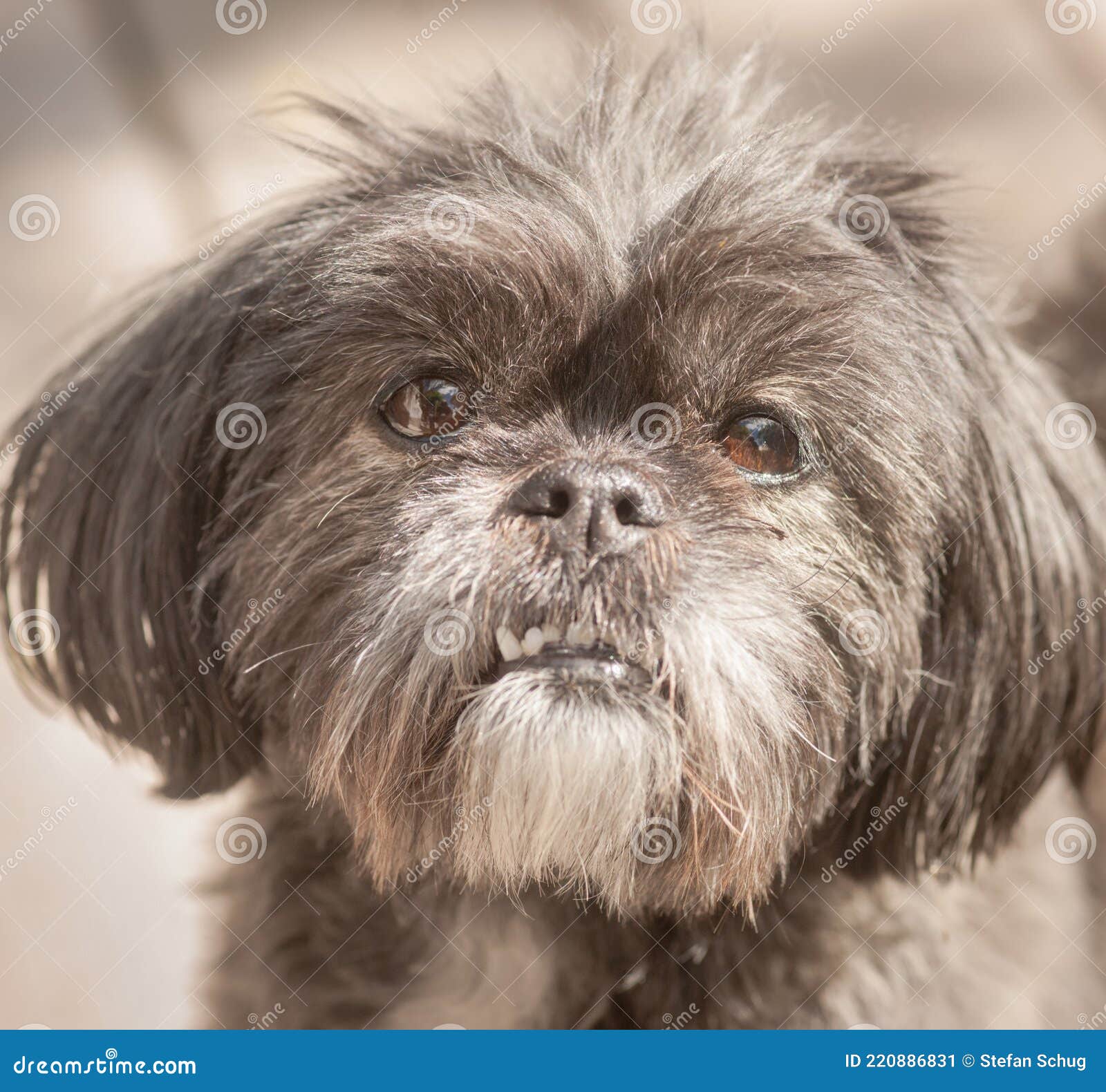Shih Tzu Tooth Problems stock image. Image of cute, canine 220886831