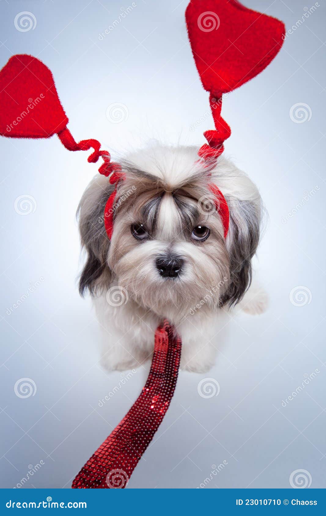 Shih Tzu Valentines Day Stock Photo Image Of Valentine 23010710