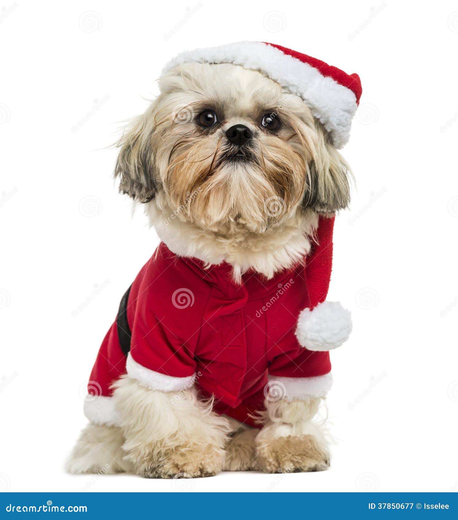 shih tzu wearing a christmas disguise, sitting