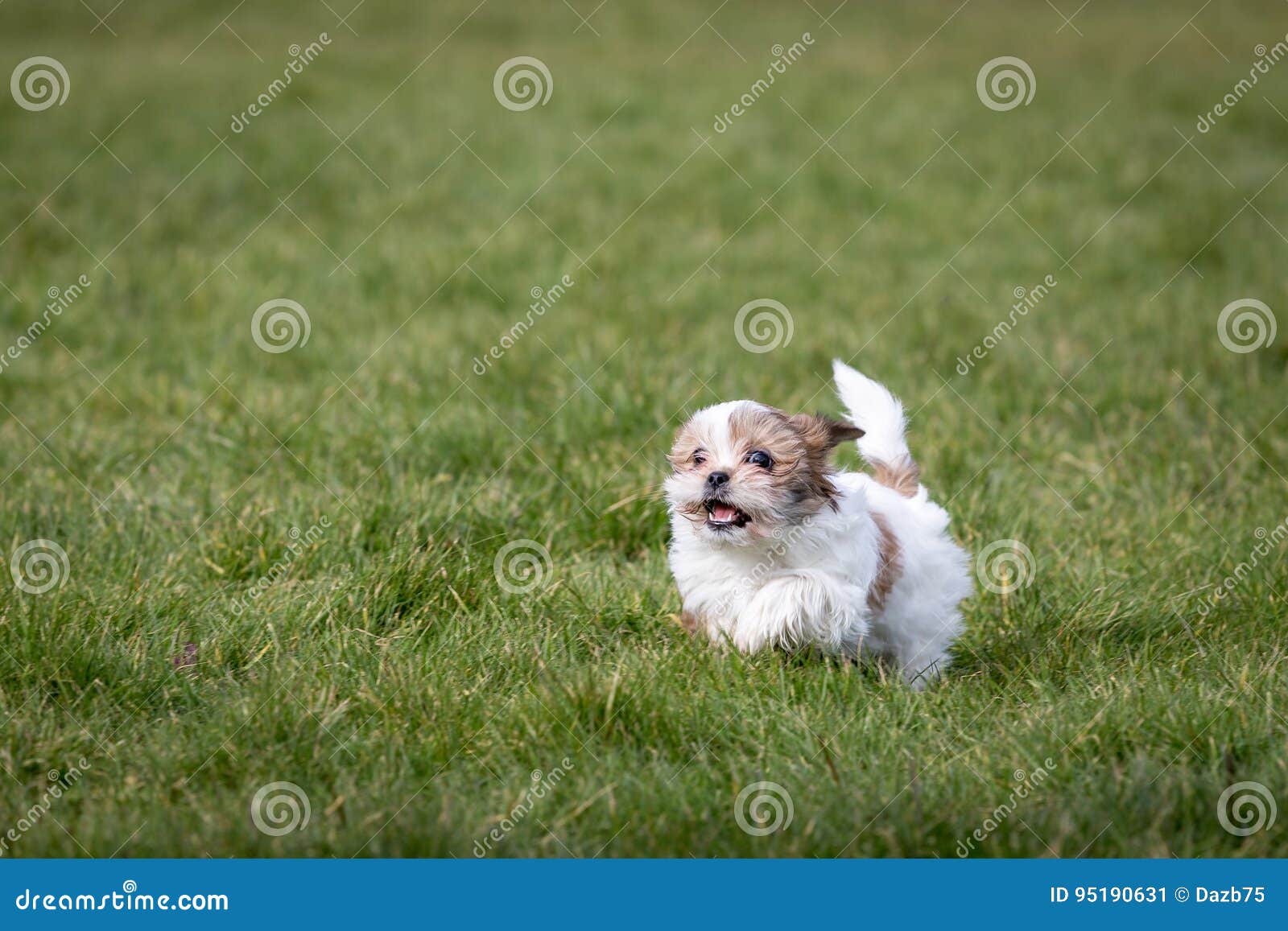 63+ Shih Tzu Puppies