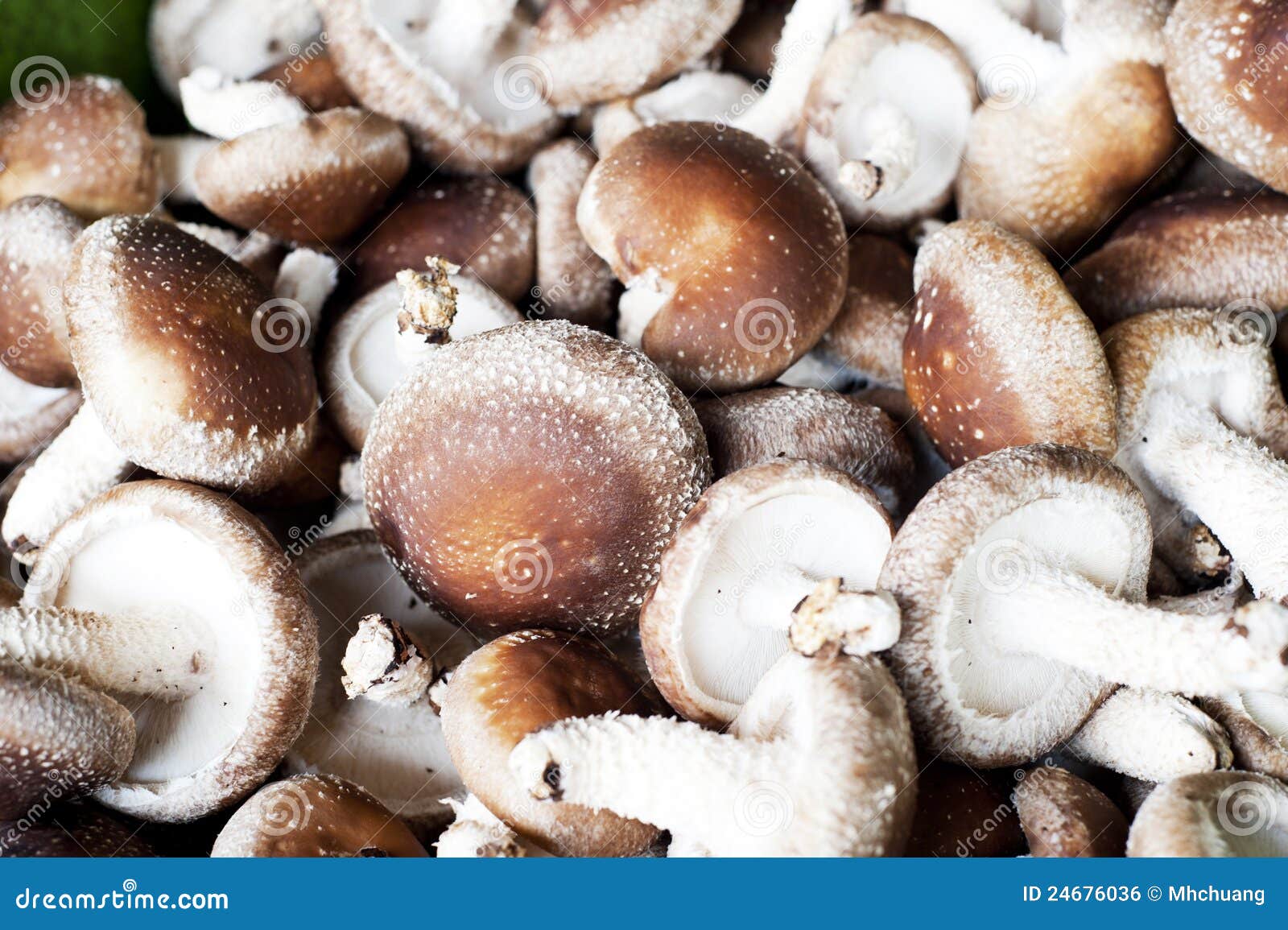Shiitake stock photo. Image of group, cooking, edodes 24676036