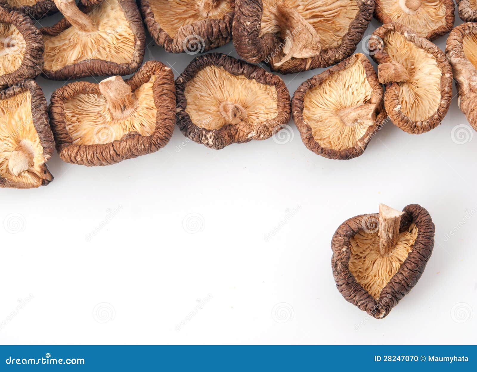Shiitake stock photo. Image of chinese, edible, lentinula 28247070