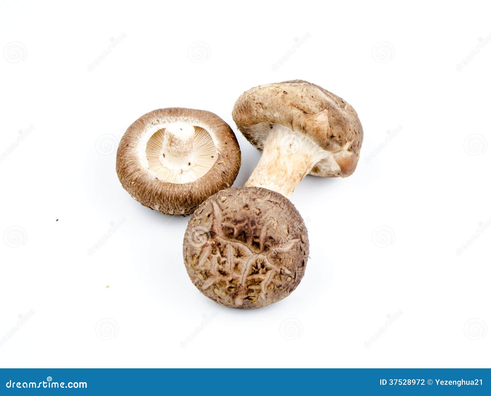 Shiitake stock photo. Image of fungus, protein, shiitake 37528972