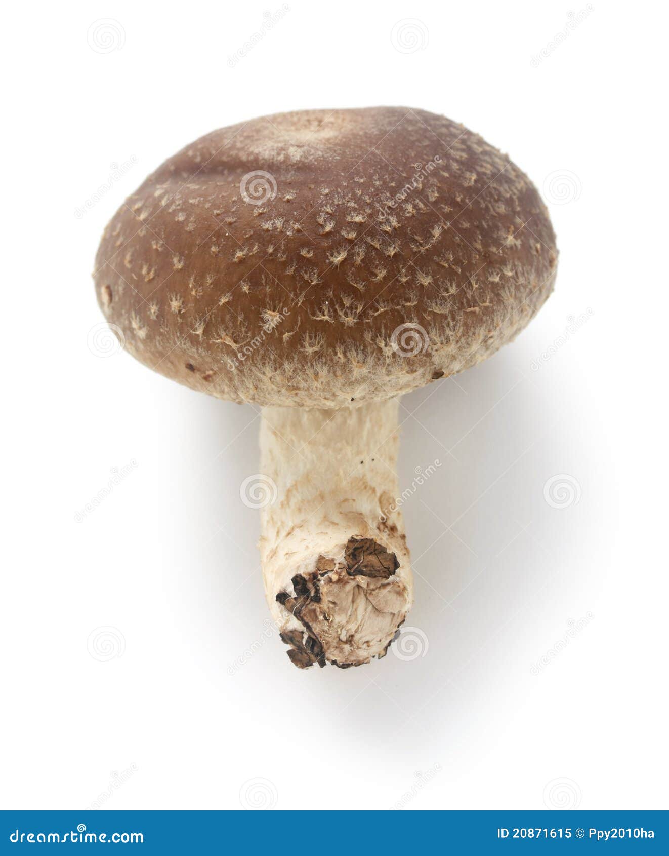 Shiitake, Japanese Mushroom Stock Image Image of mushrooms, fresh