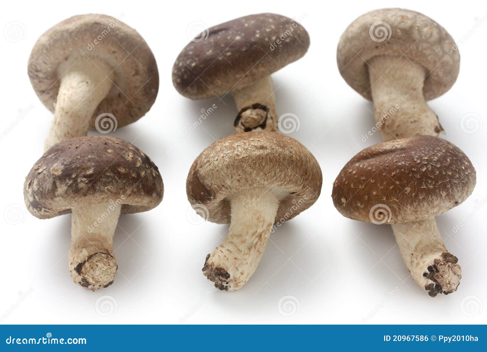Shiitake, Japanese Mushrooms Stock Photo Image of close, exotic 20967586