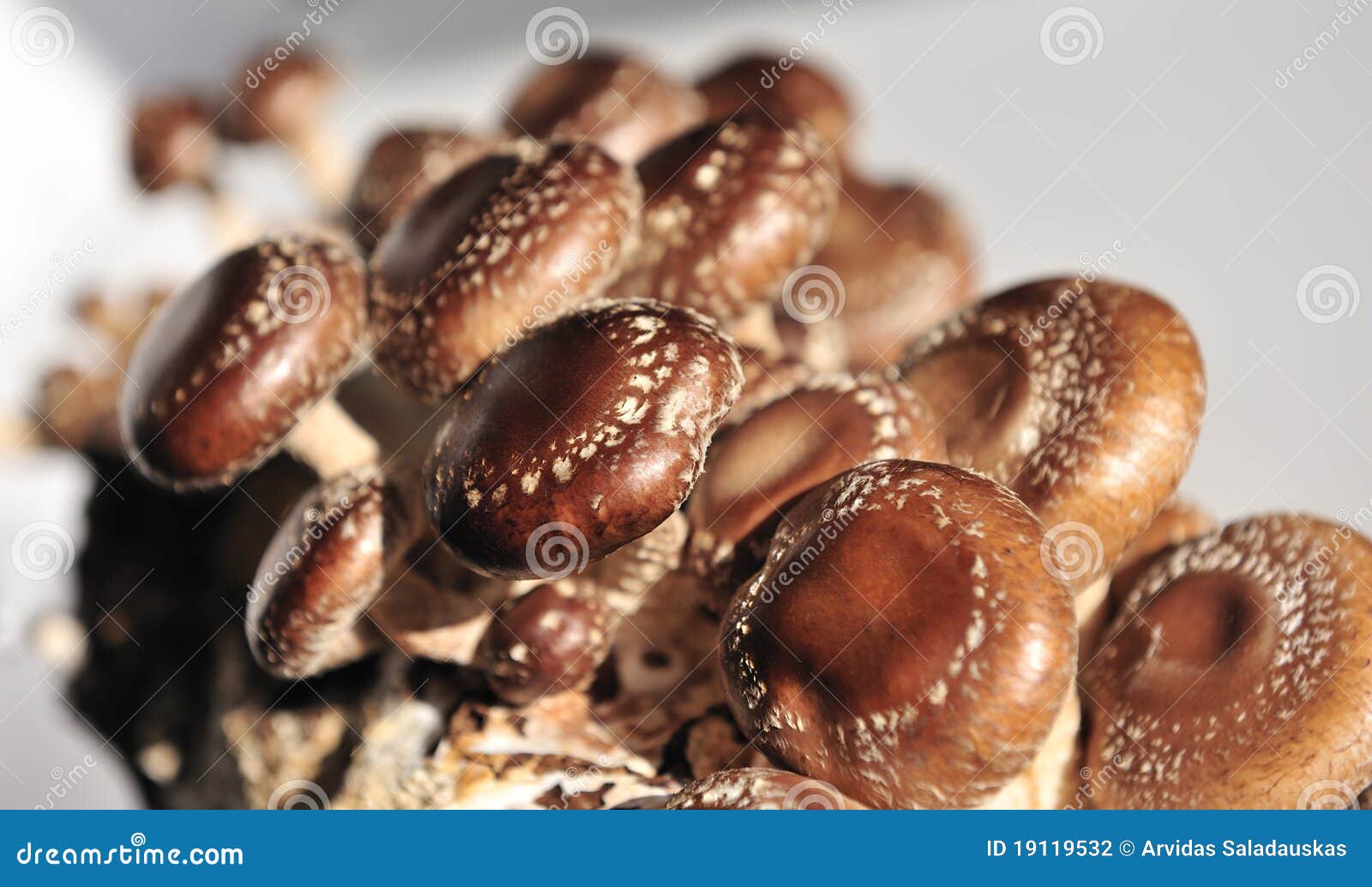 The Shiitake.Mushroom stock photo. Image of ingredient 19119532