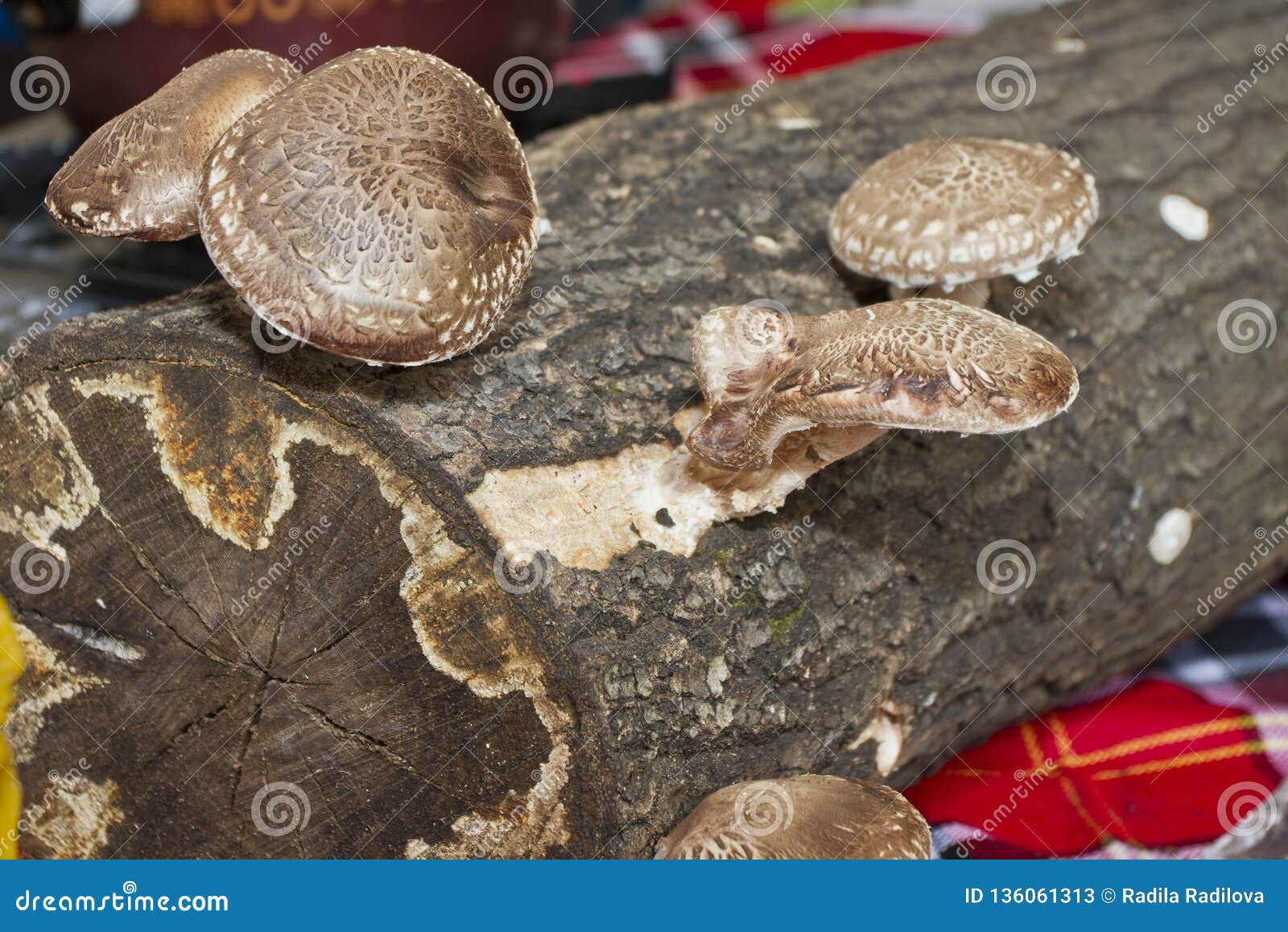 Shiitake Mushroom. Cultivation and Growth of the Shiitake Mushrooms in ...